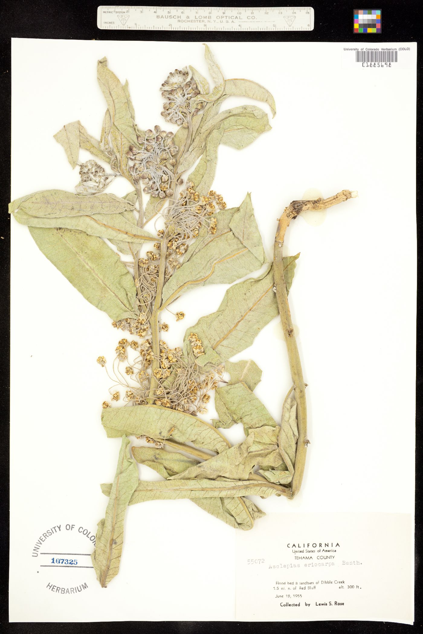 Asclepias eriocarpa image