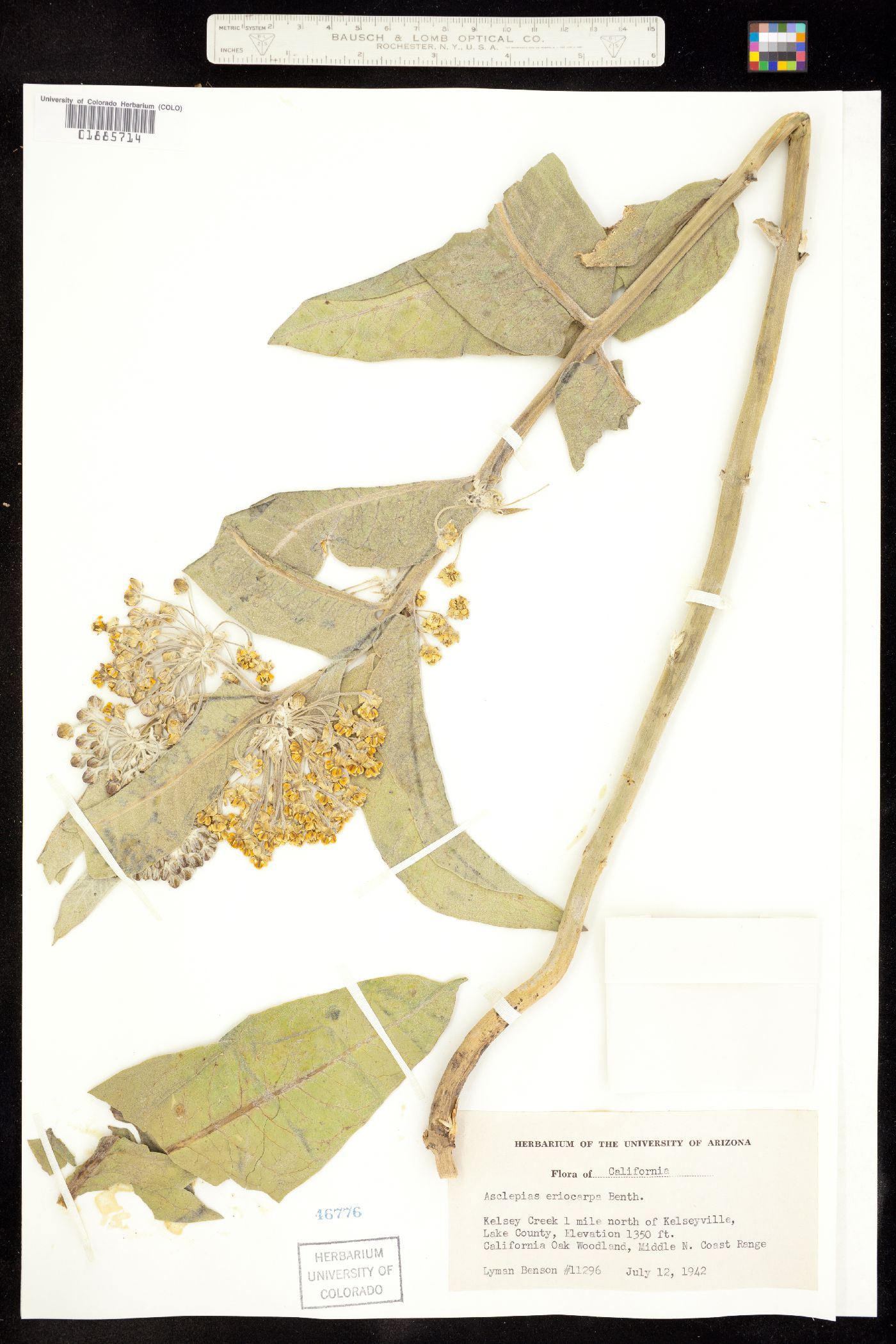 Asclepias eriocarpa image