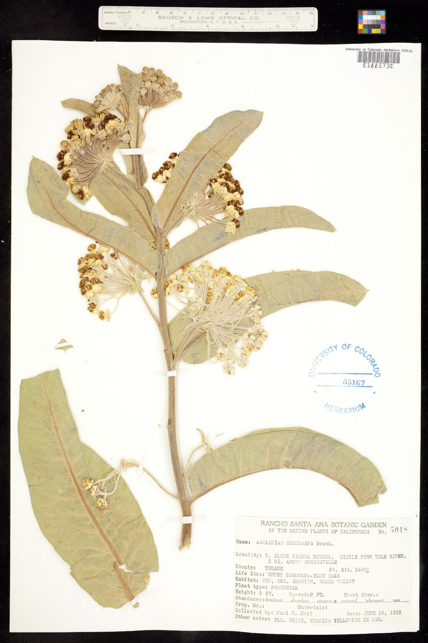 Asclepias eriocarpa image
