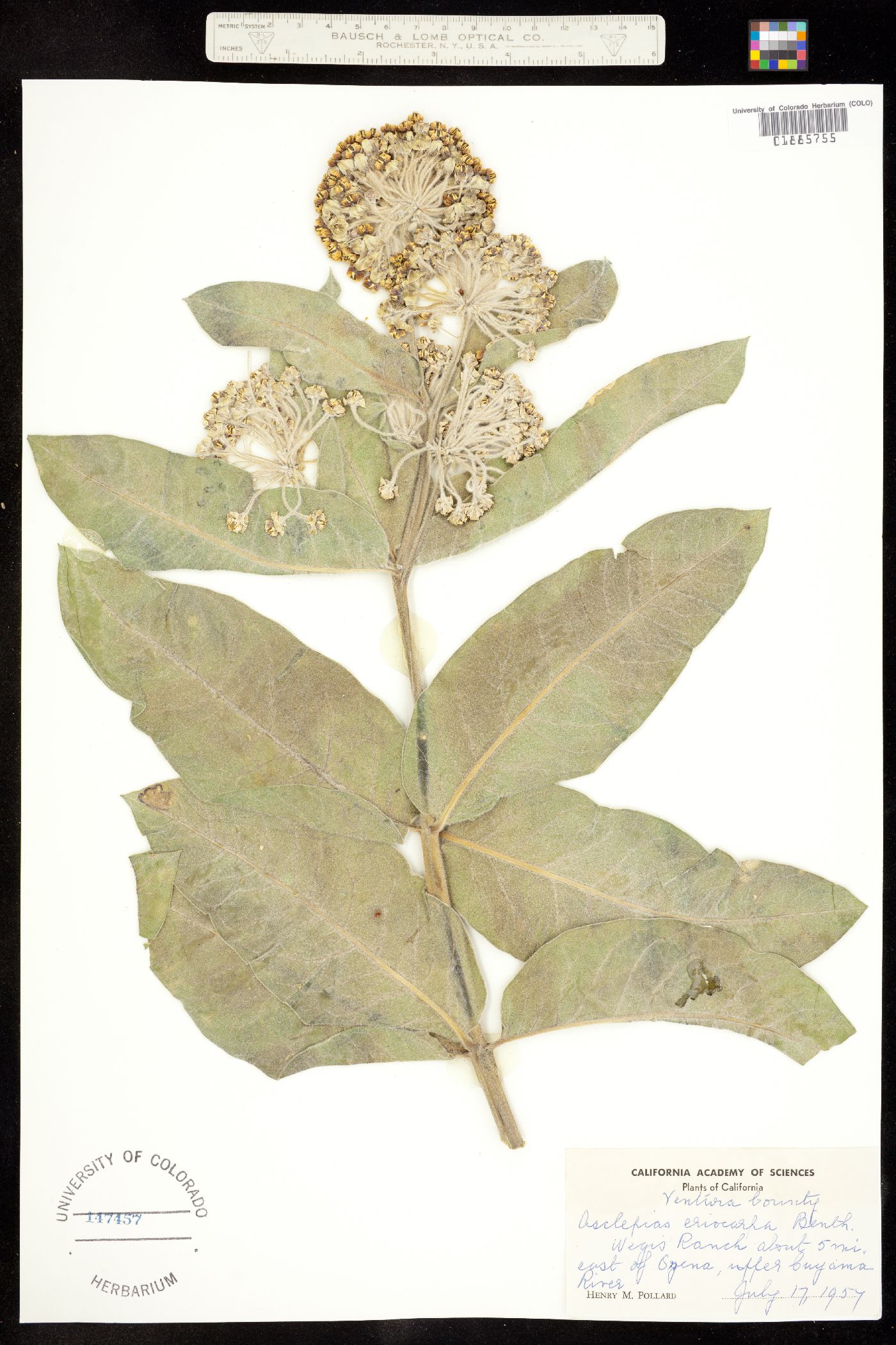 Asclepias eriocarpa image