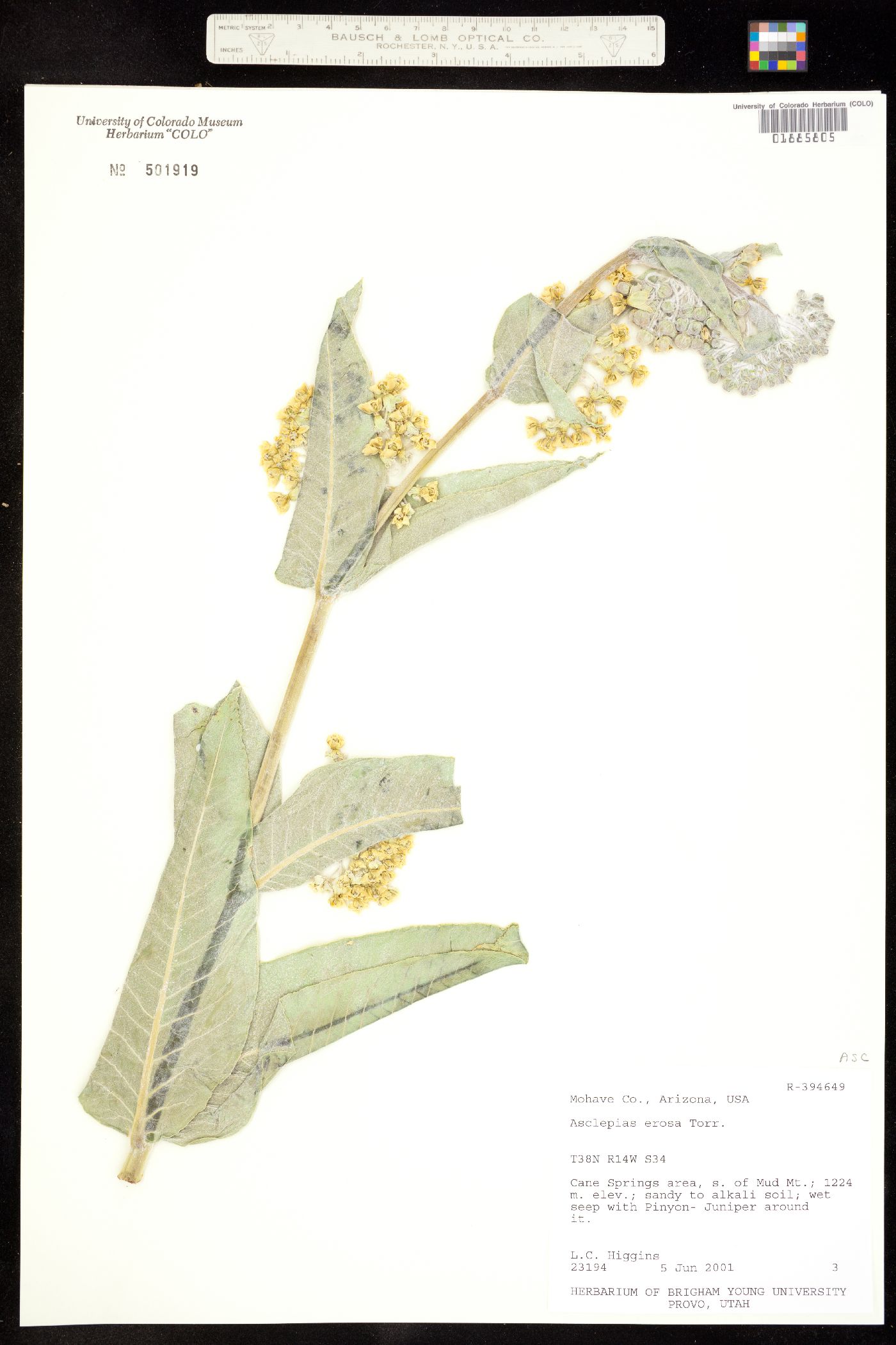 Asclepias erosa image