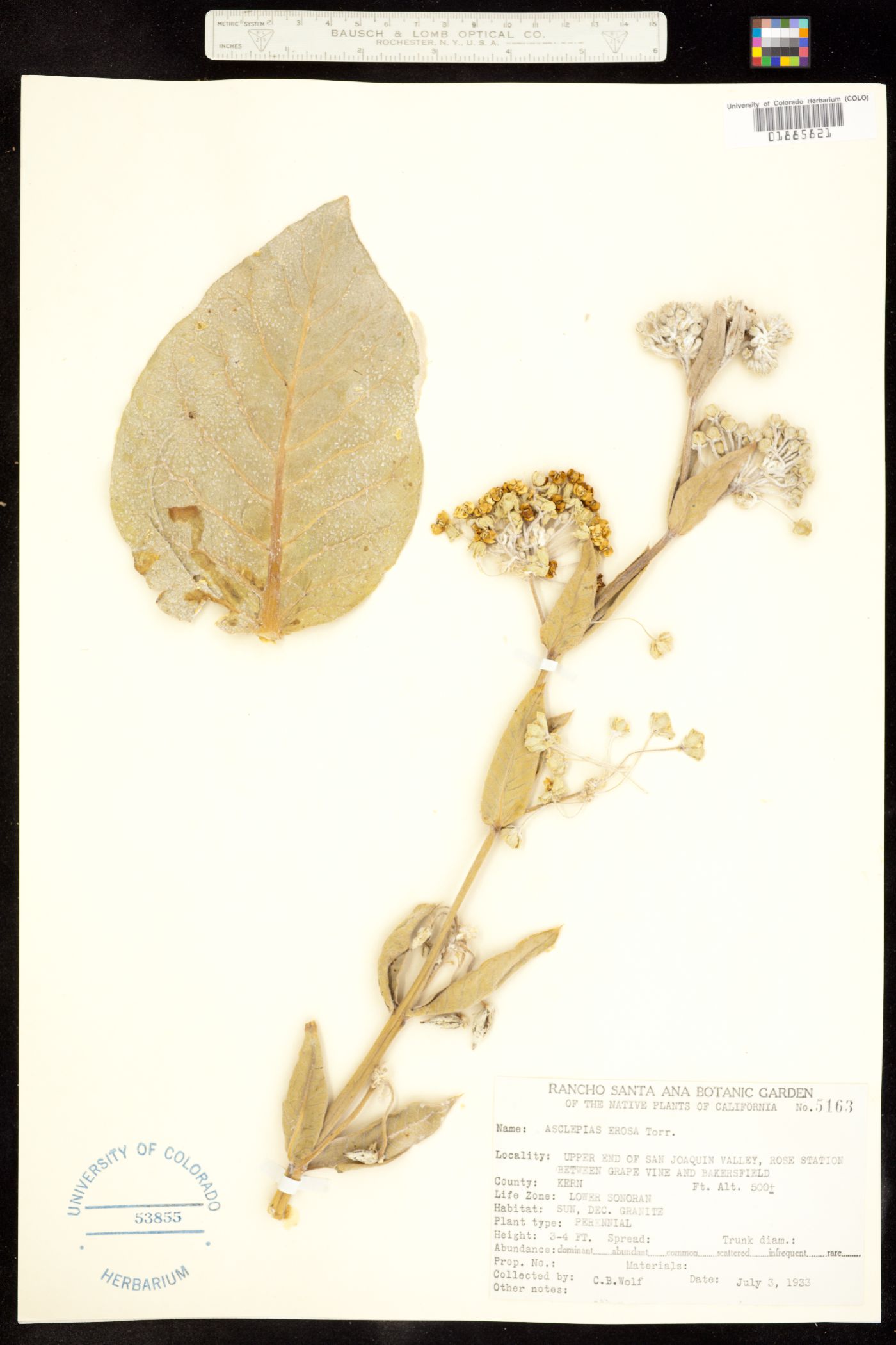 Asclepias erosa image