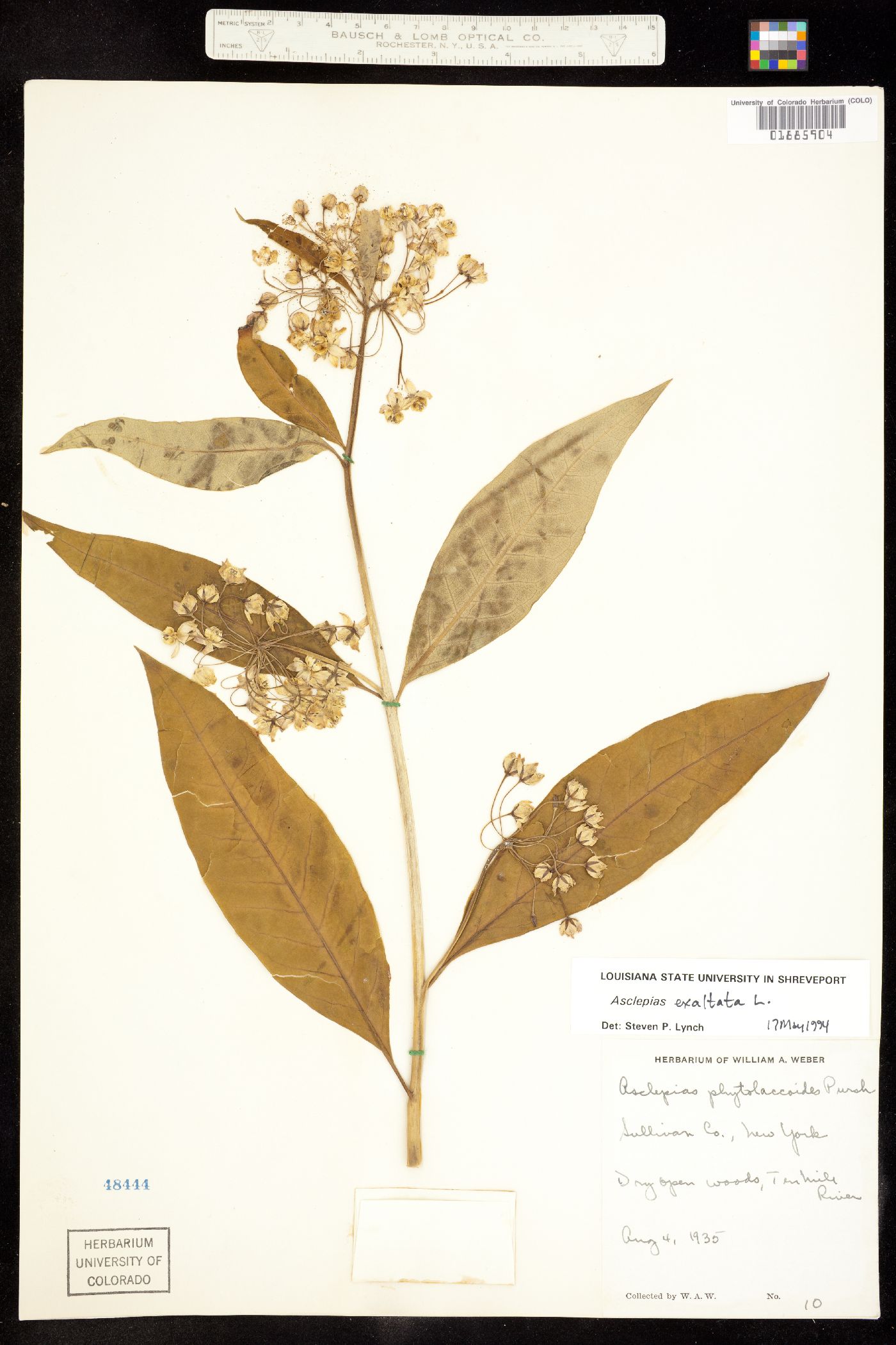 Asclepias exaltata image