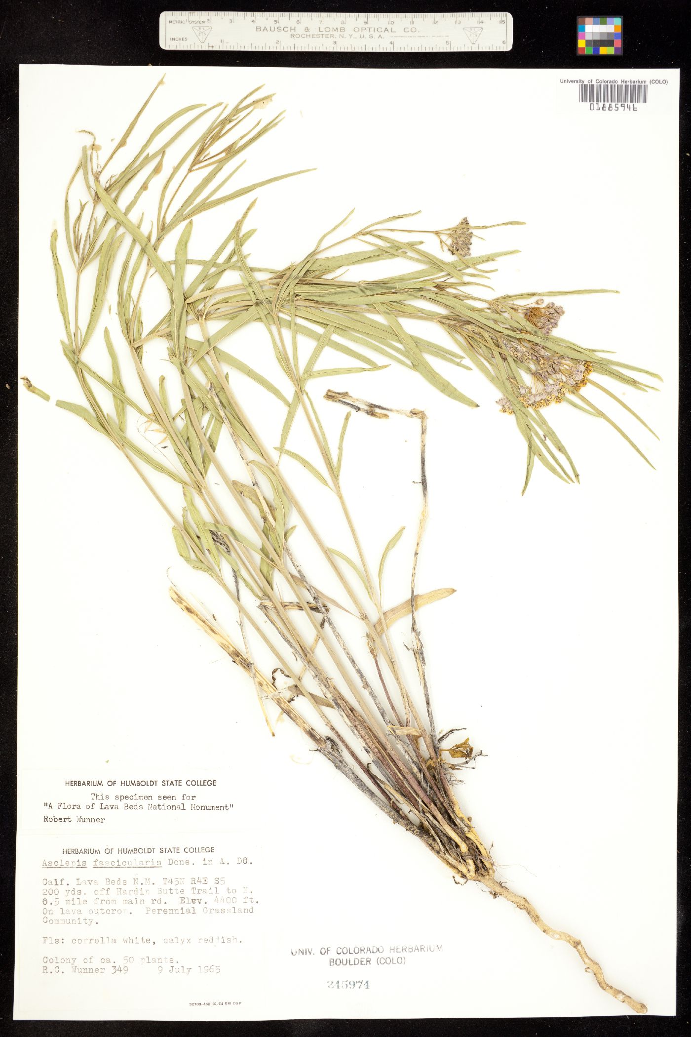 Asclepias fascicularis image