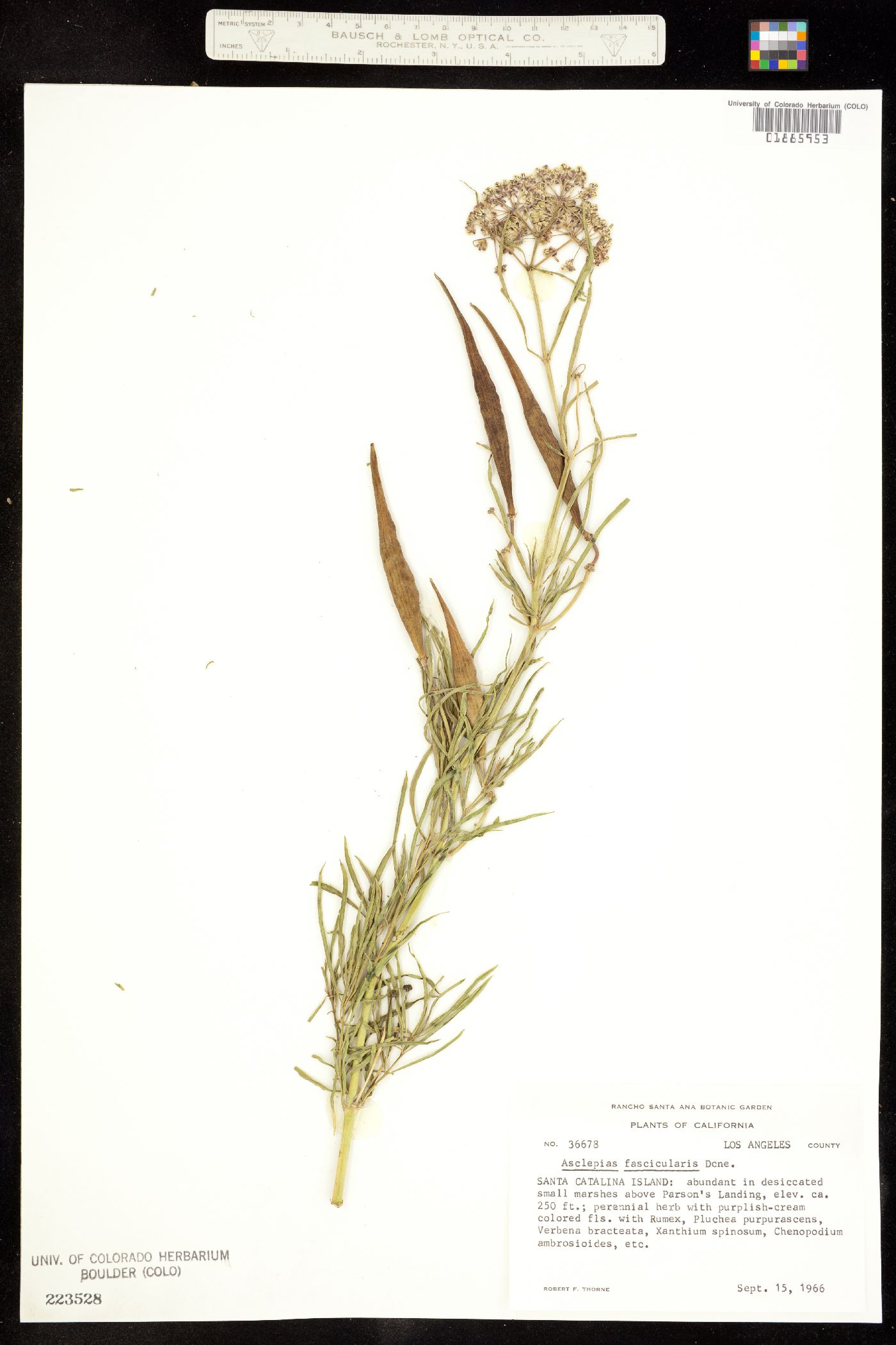 Asclepias fascicularis image