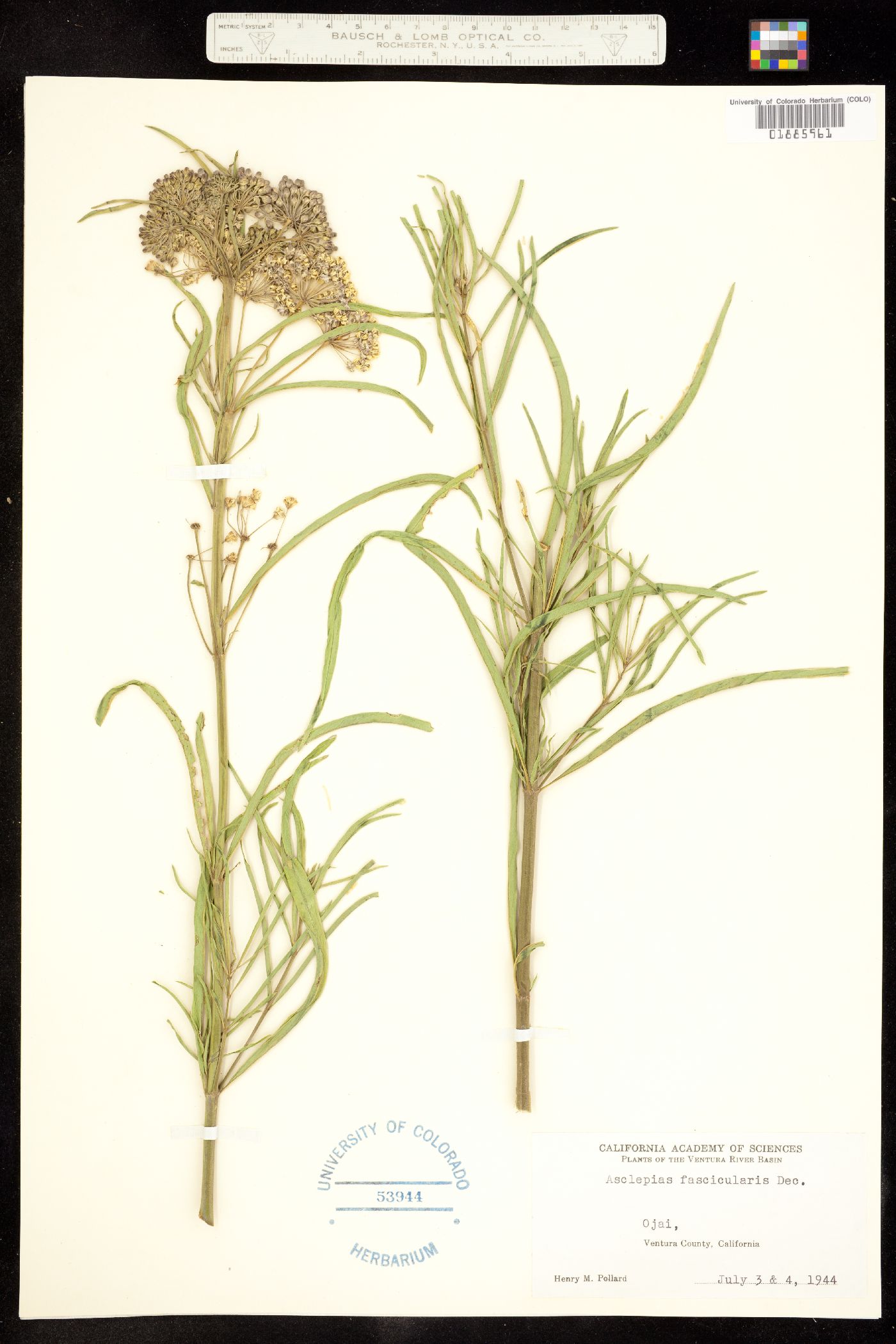 Asclepias fascicularis image