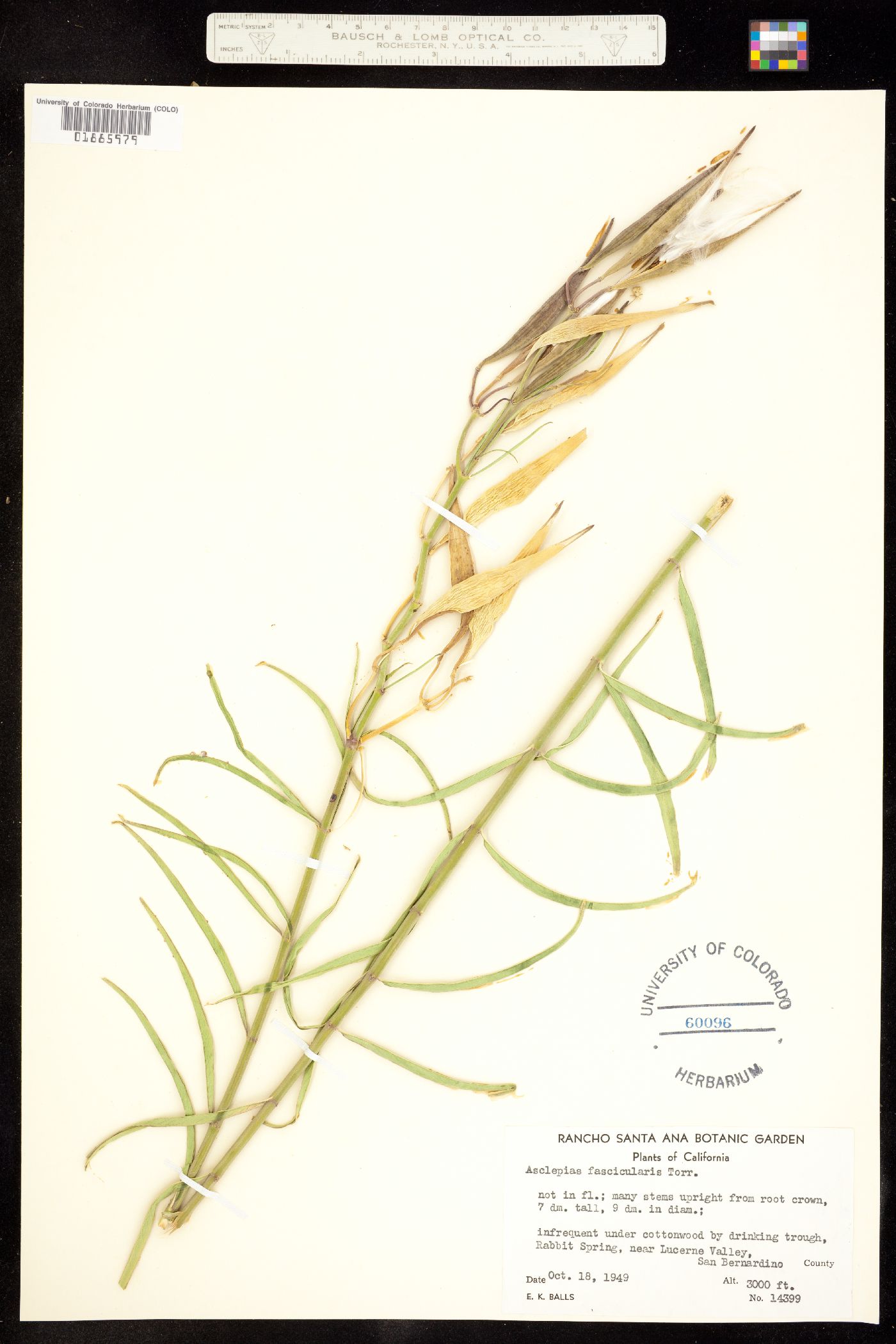 Asclepias fascicularis image