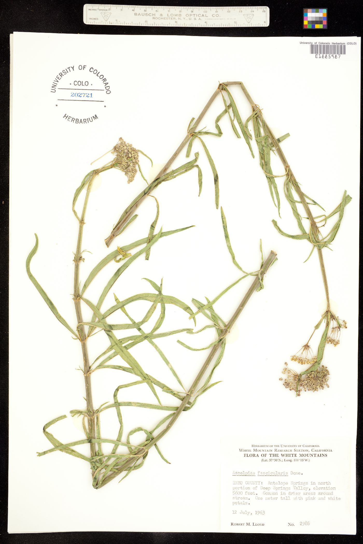 Asclepias fascicularis image
