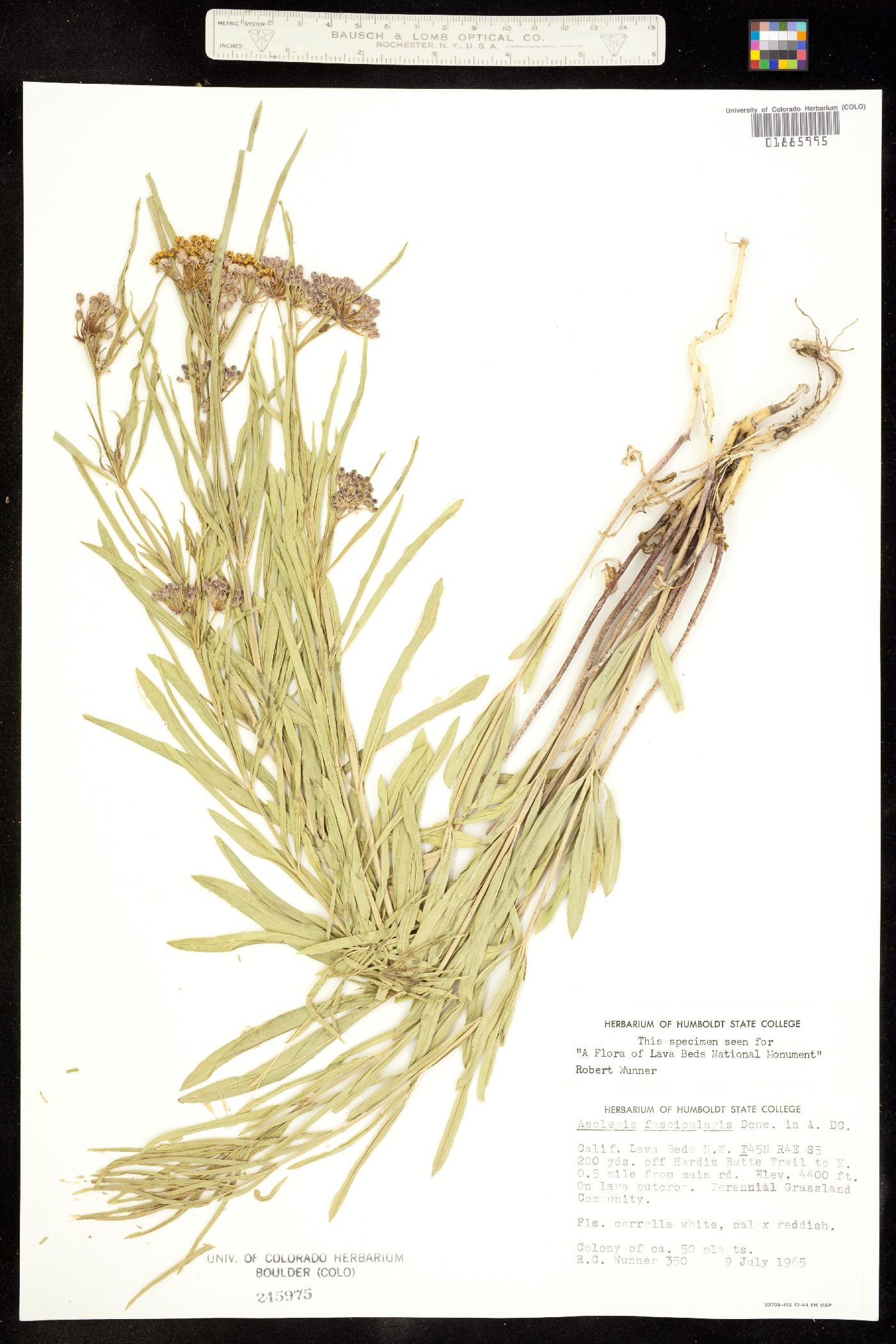 Asclepias fascicularis image