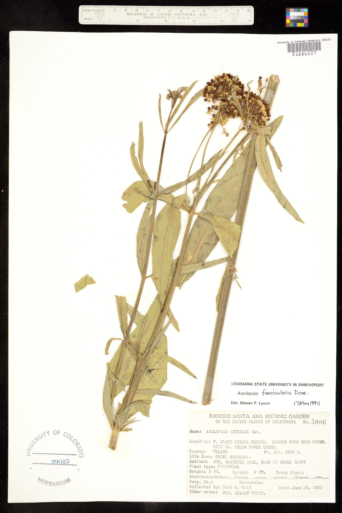 Asclepias fascicularis image