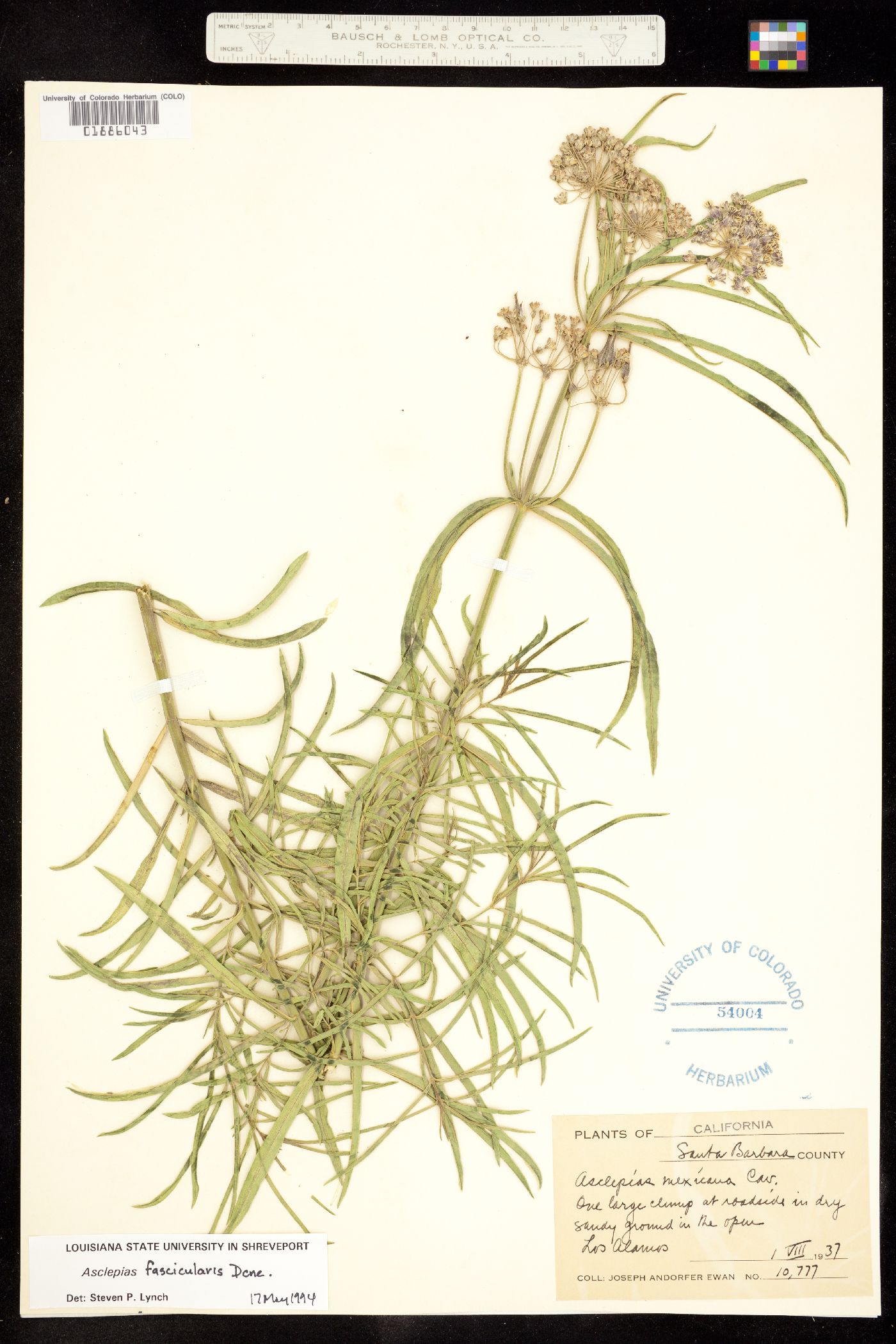 Asclepias fascicularis image