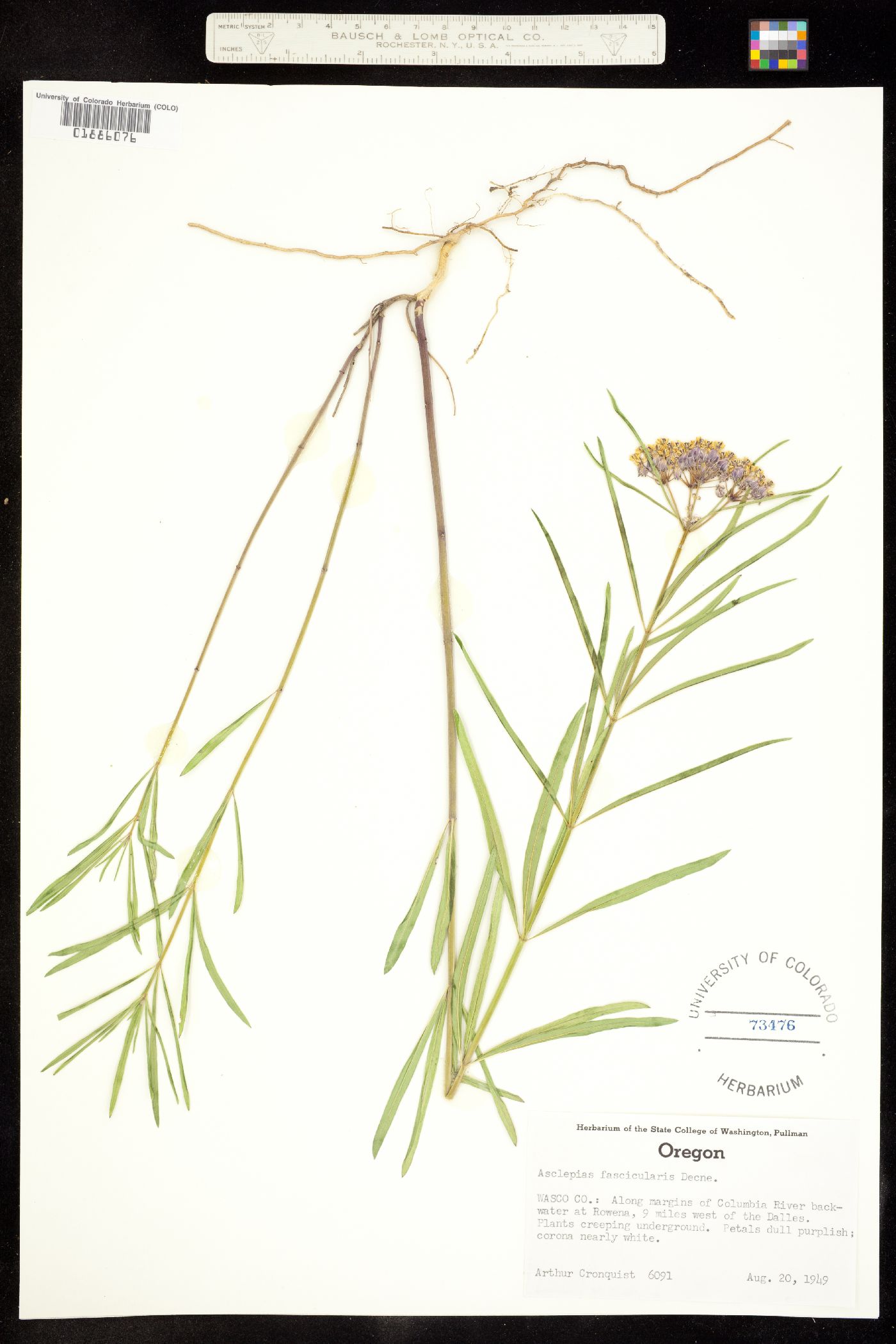 Asclepias fascicularis image