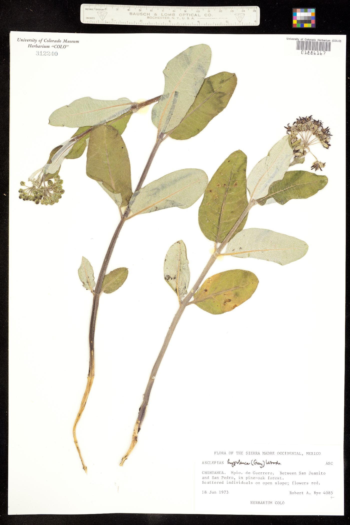Asclepias hypoleuca image