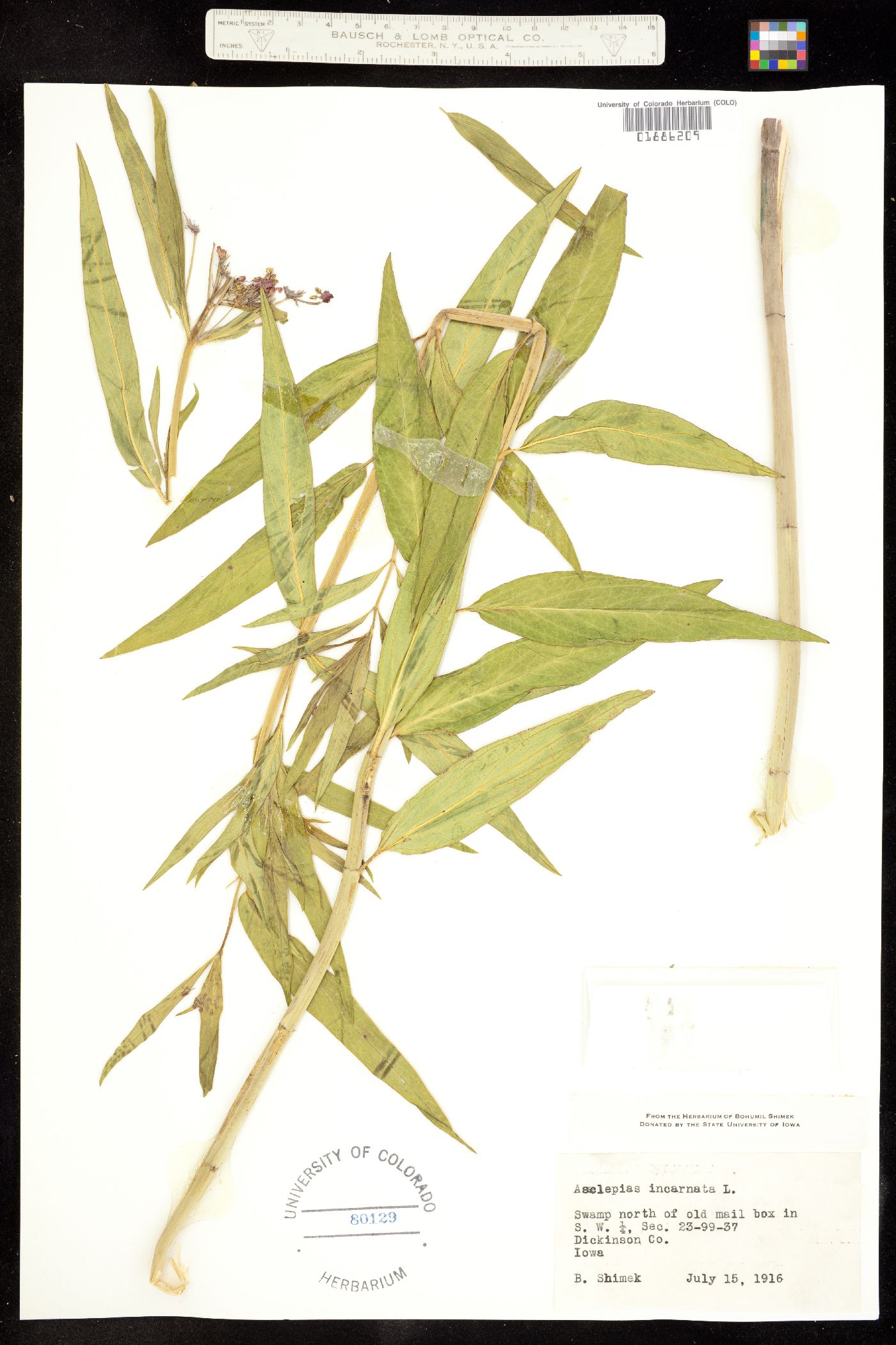Asclepiadaceae image