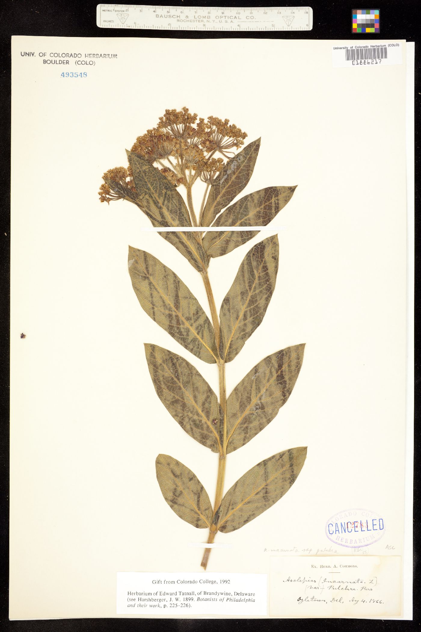 Asclepias incarnata image