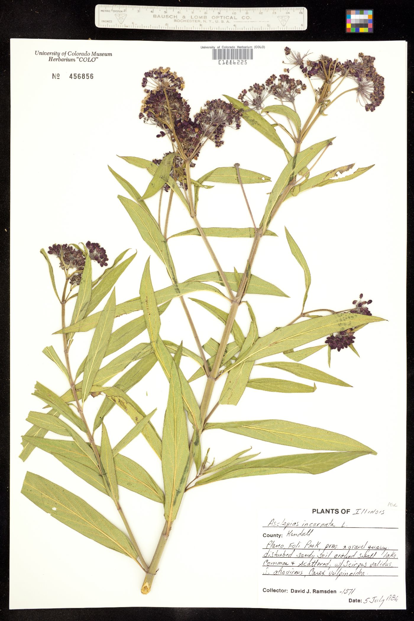Asclepias incarnata image