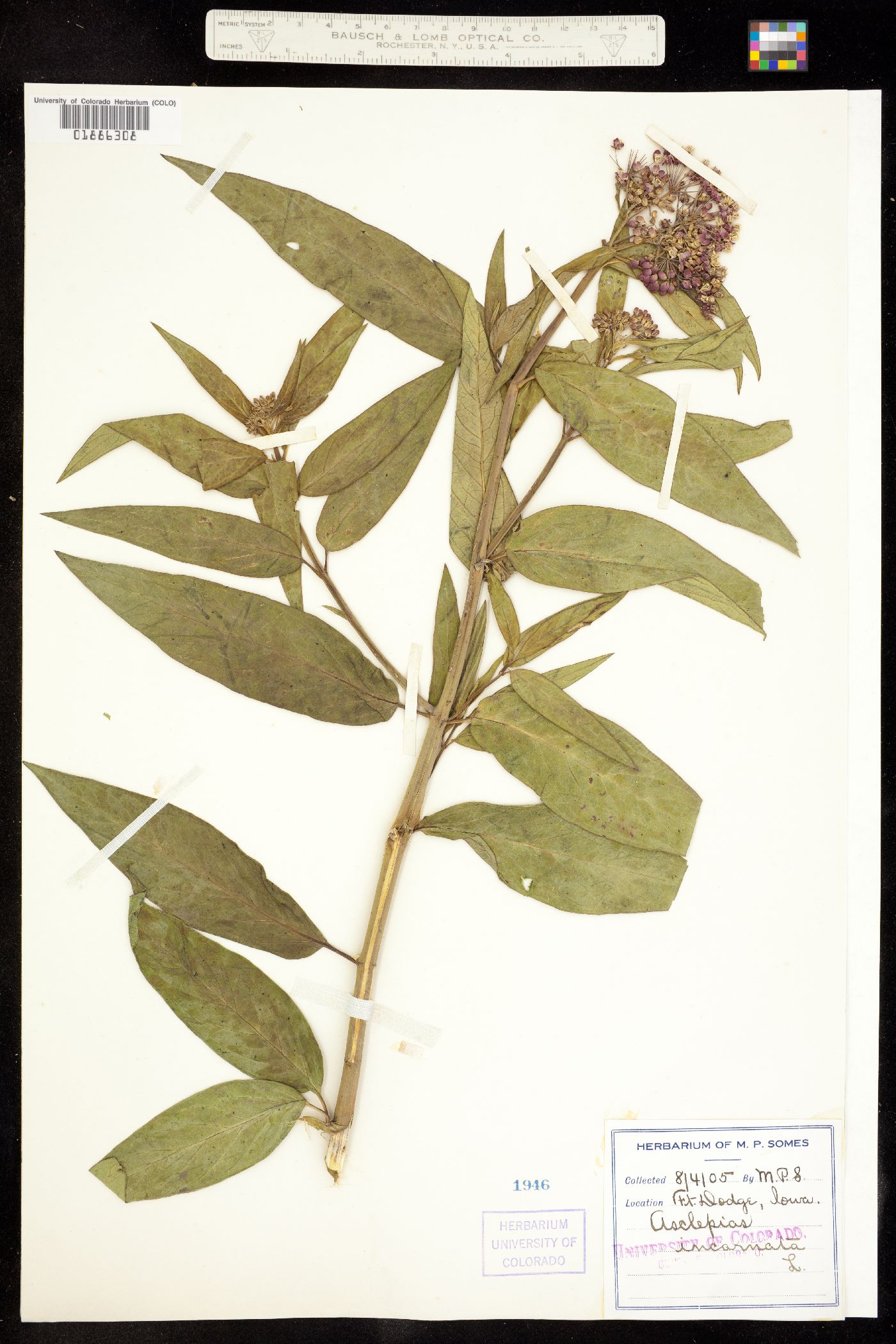 Asclepiadaceae image