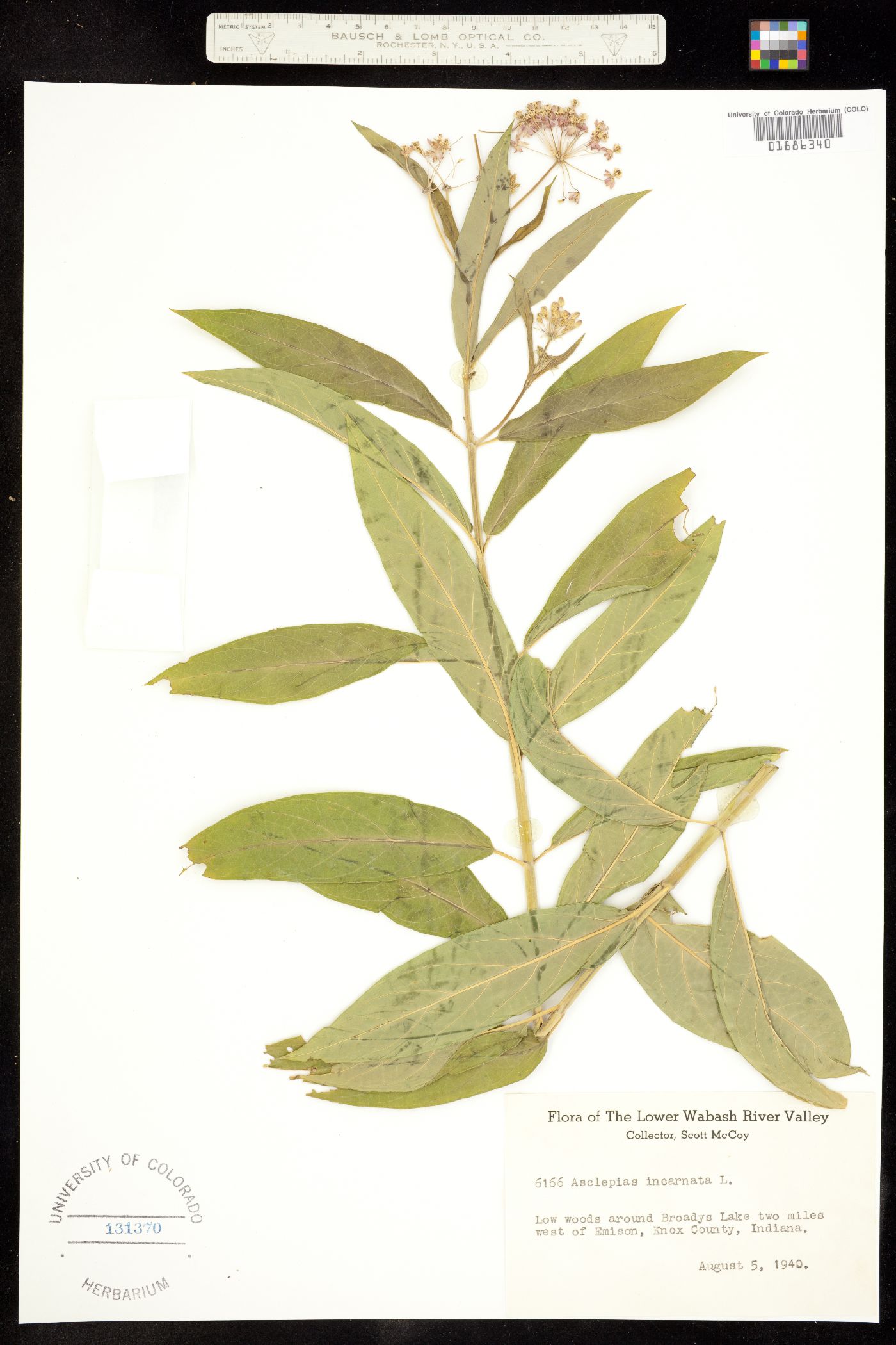 Asclepias incarnata image