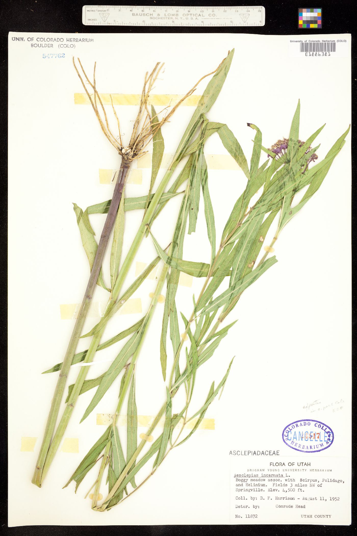 Asclepias image