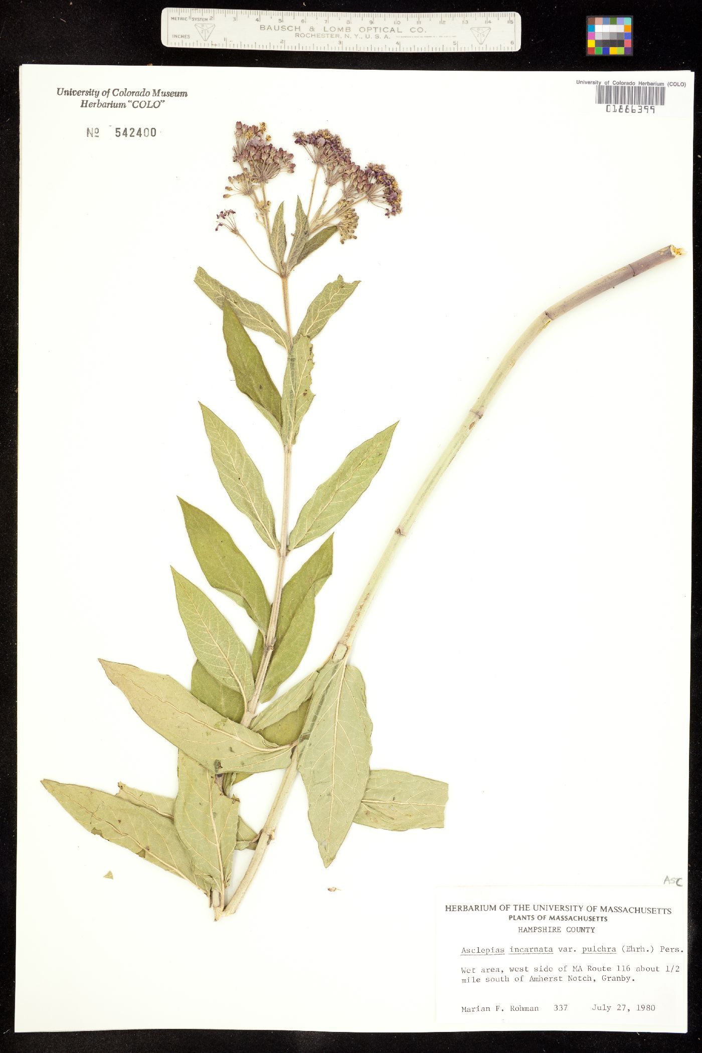 Asclepias incarnata image