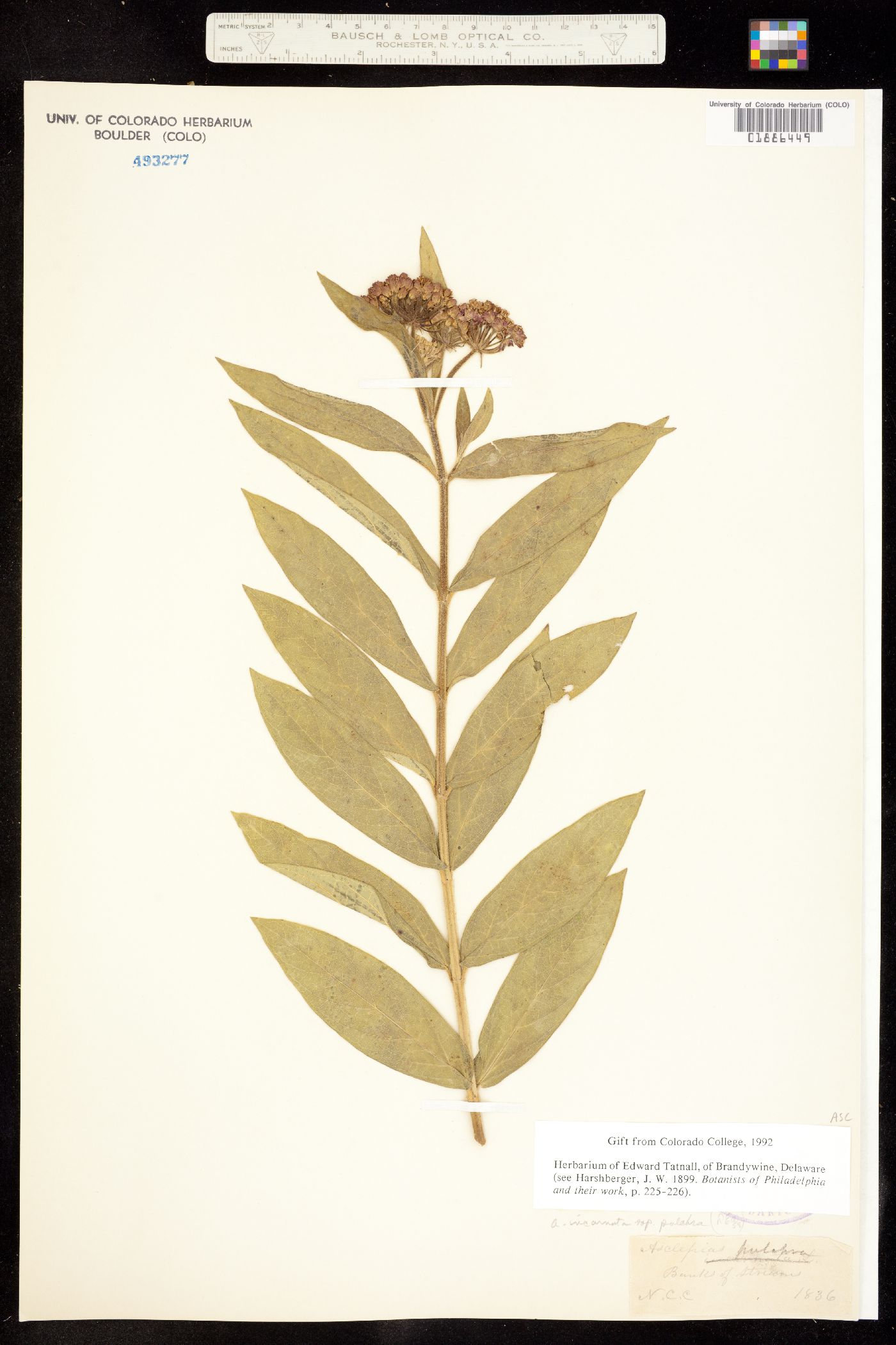 Asclepiadaceae image