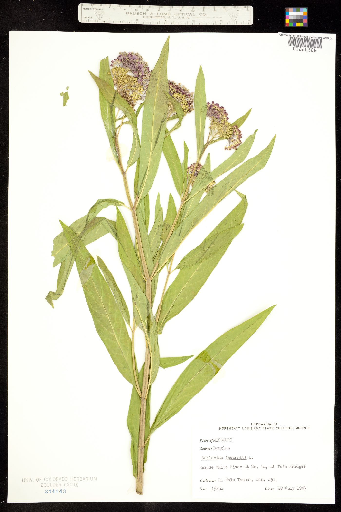 Asclepias incarnata image