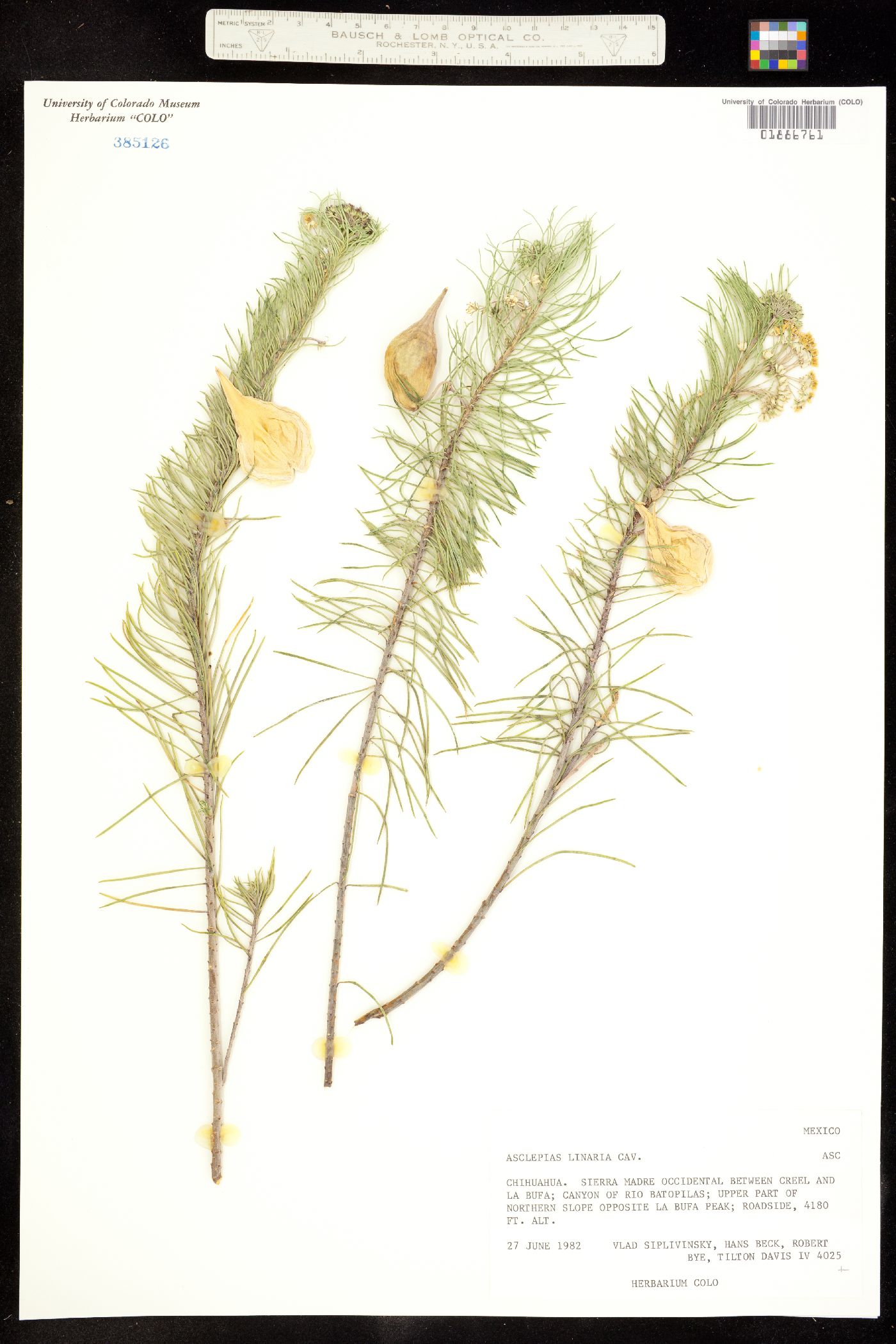 Asclepias linaria image