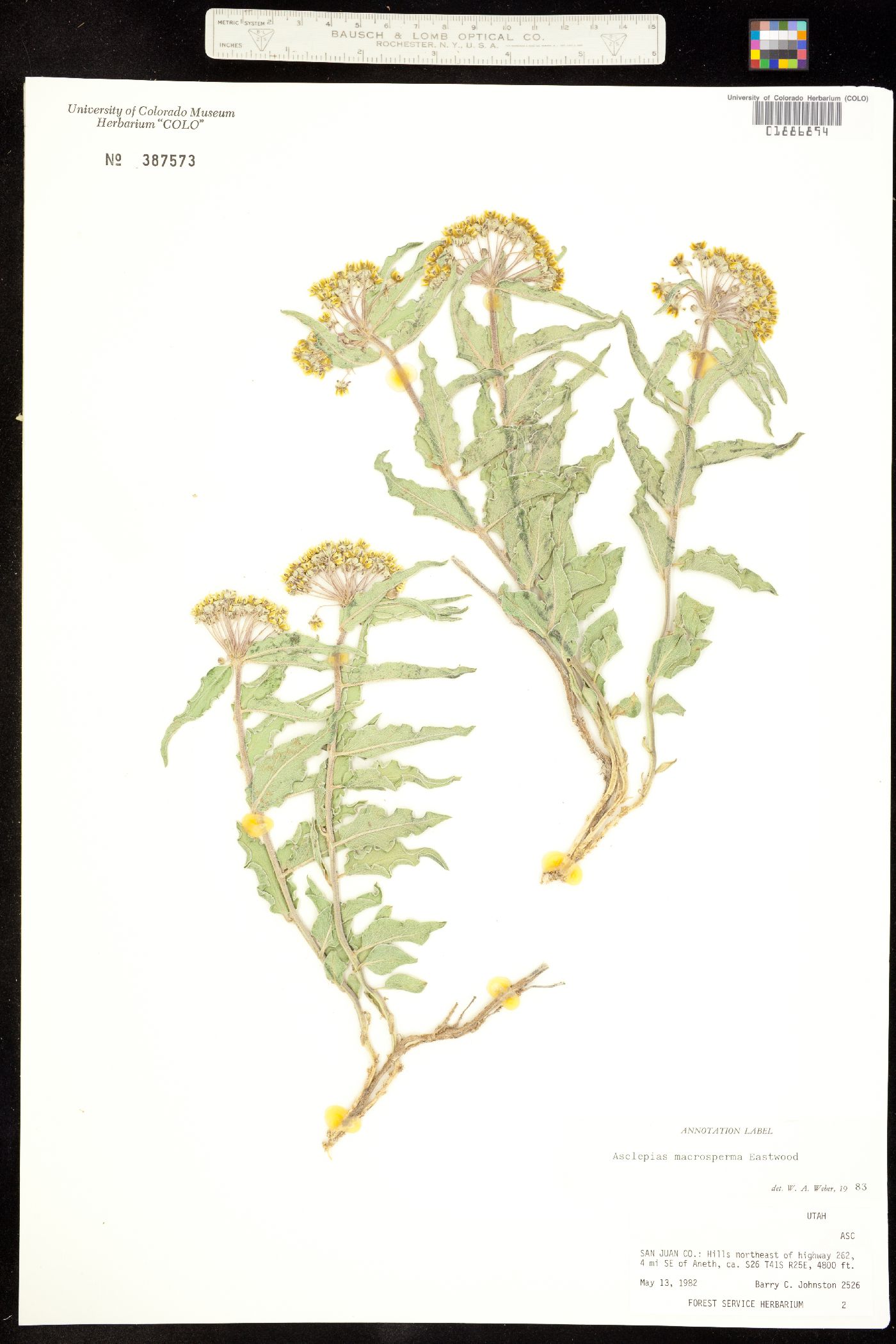 Asclepias macrosperma image