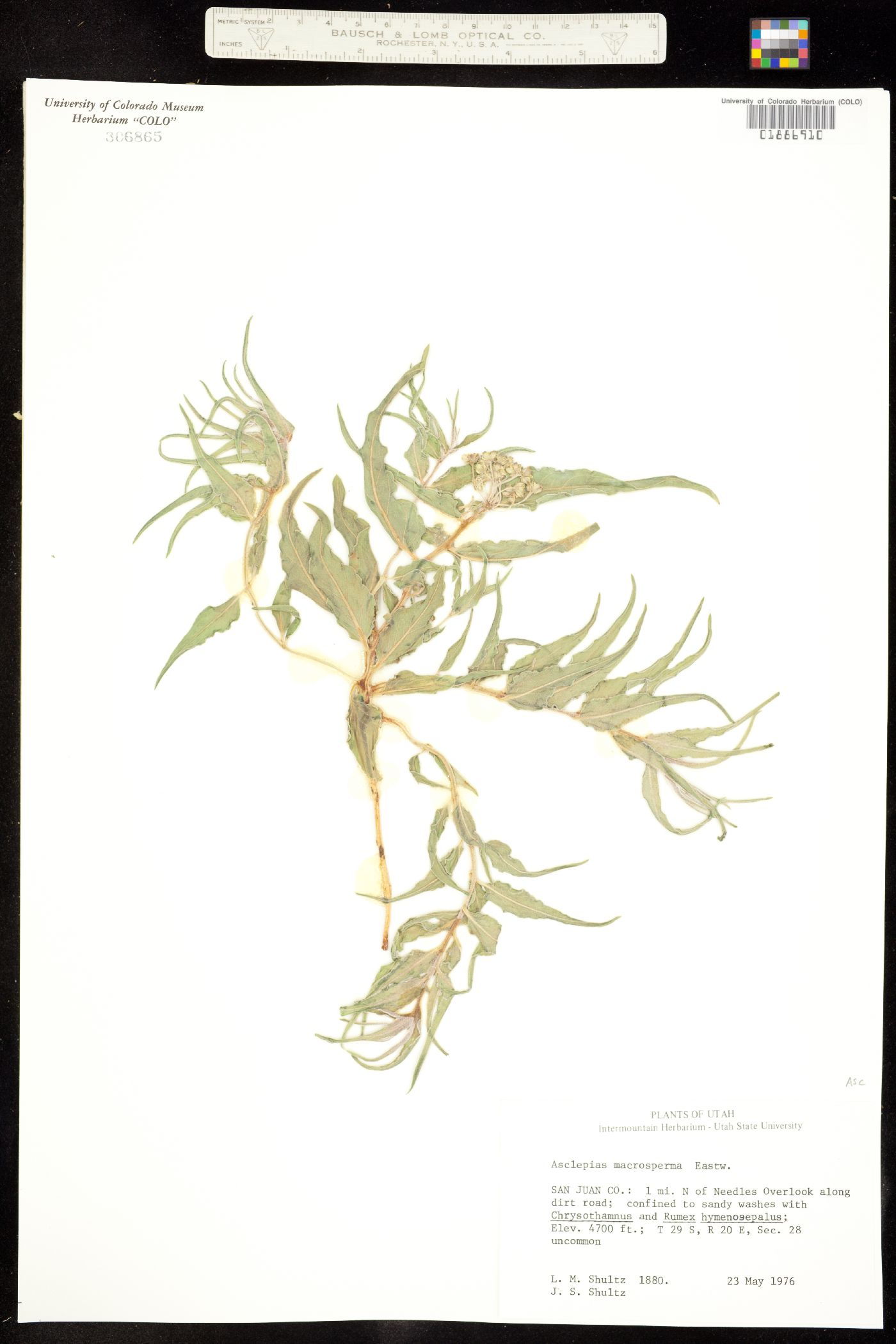 Asclepias macrosperma image