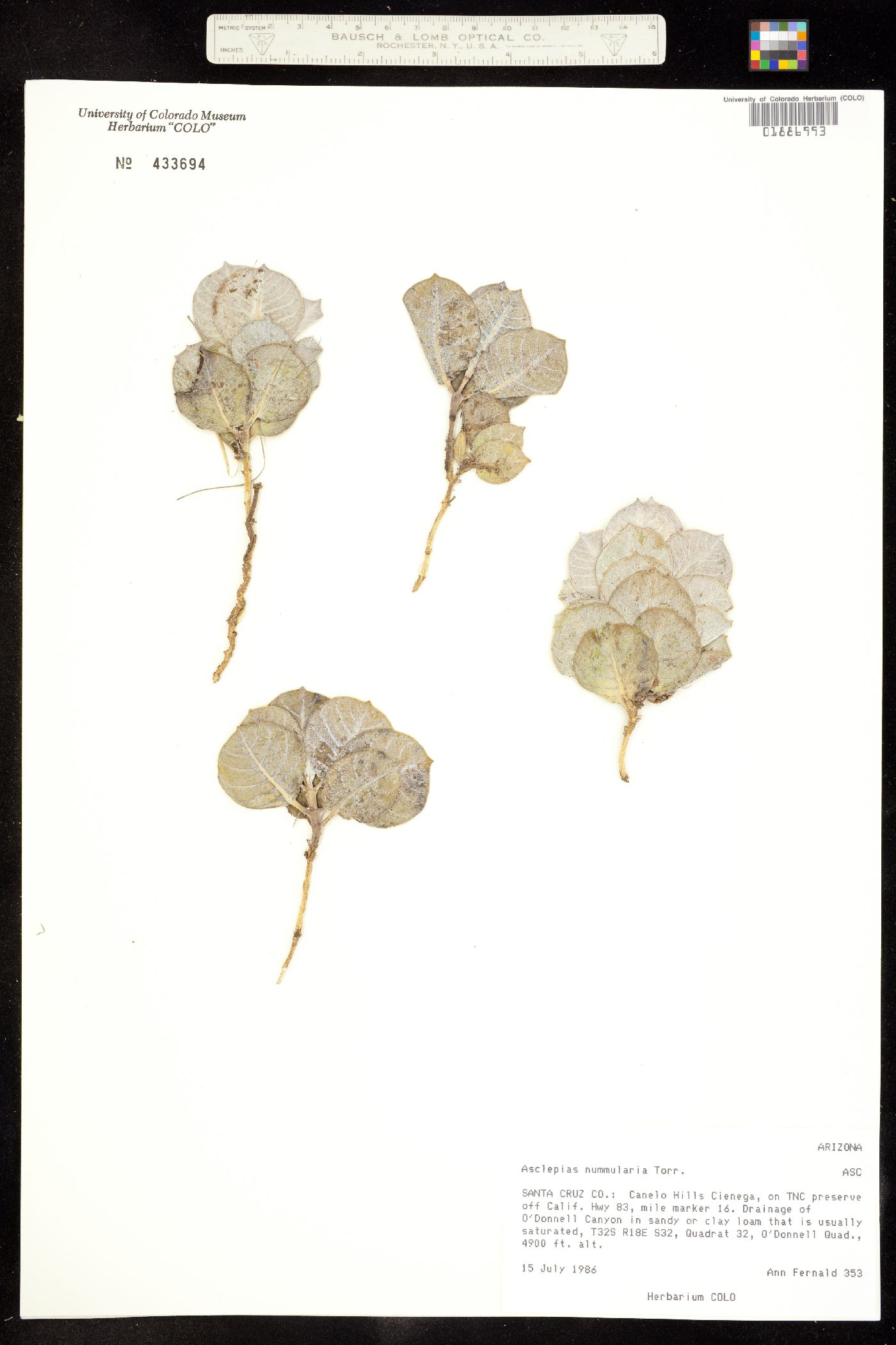 Asclepias nummularia image