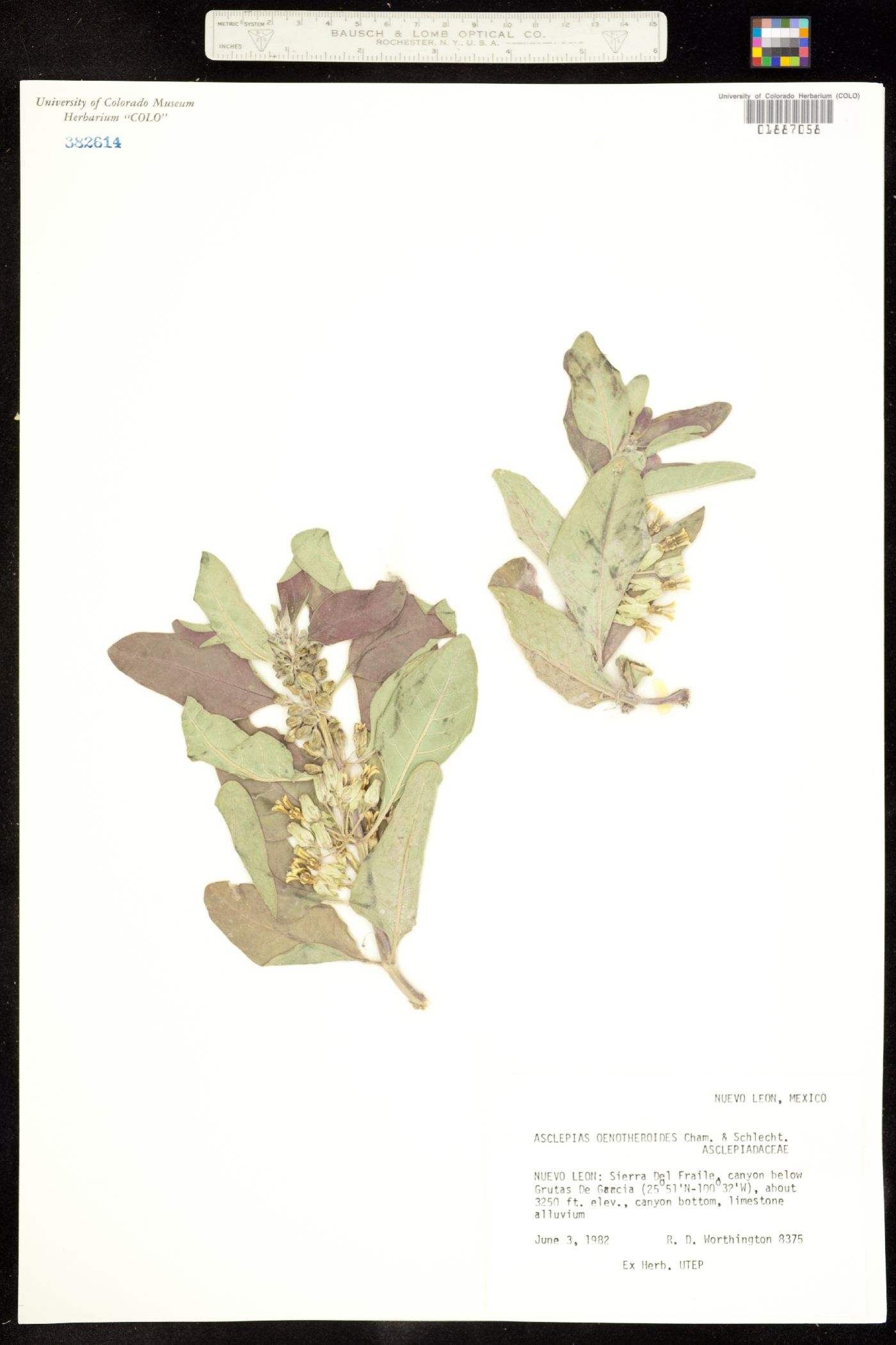 Asclepias oenotheroides image