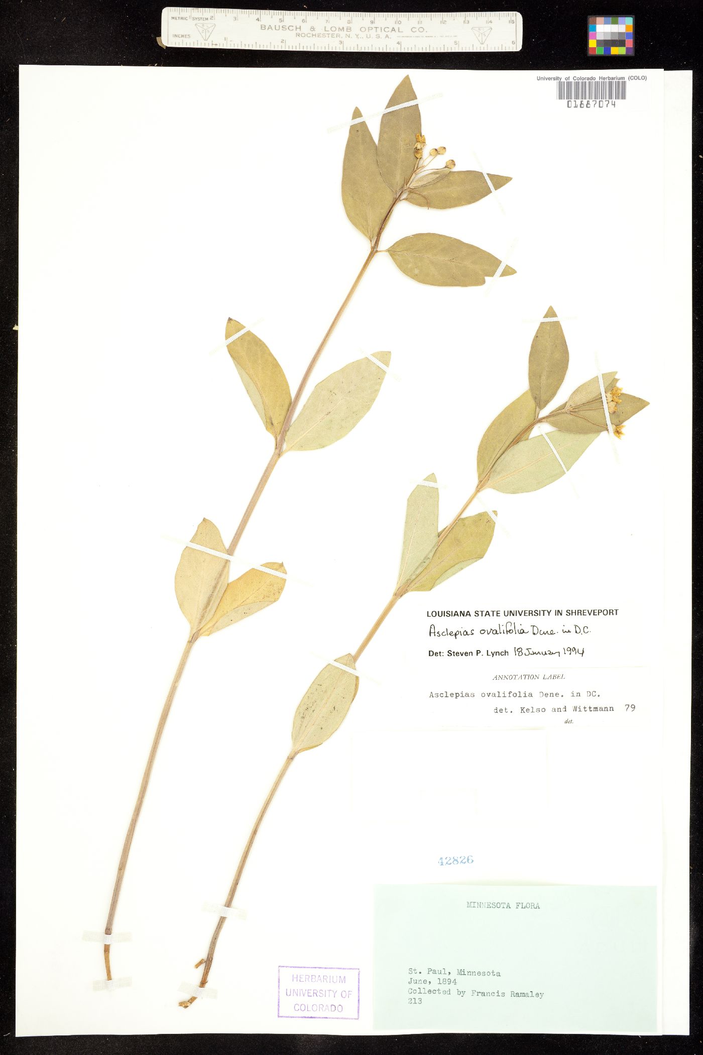Asclepias ovalifolia image