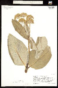 Asclepias ovata image