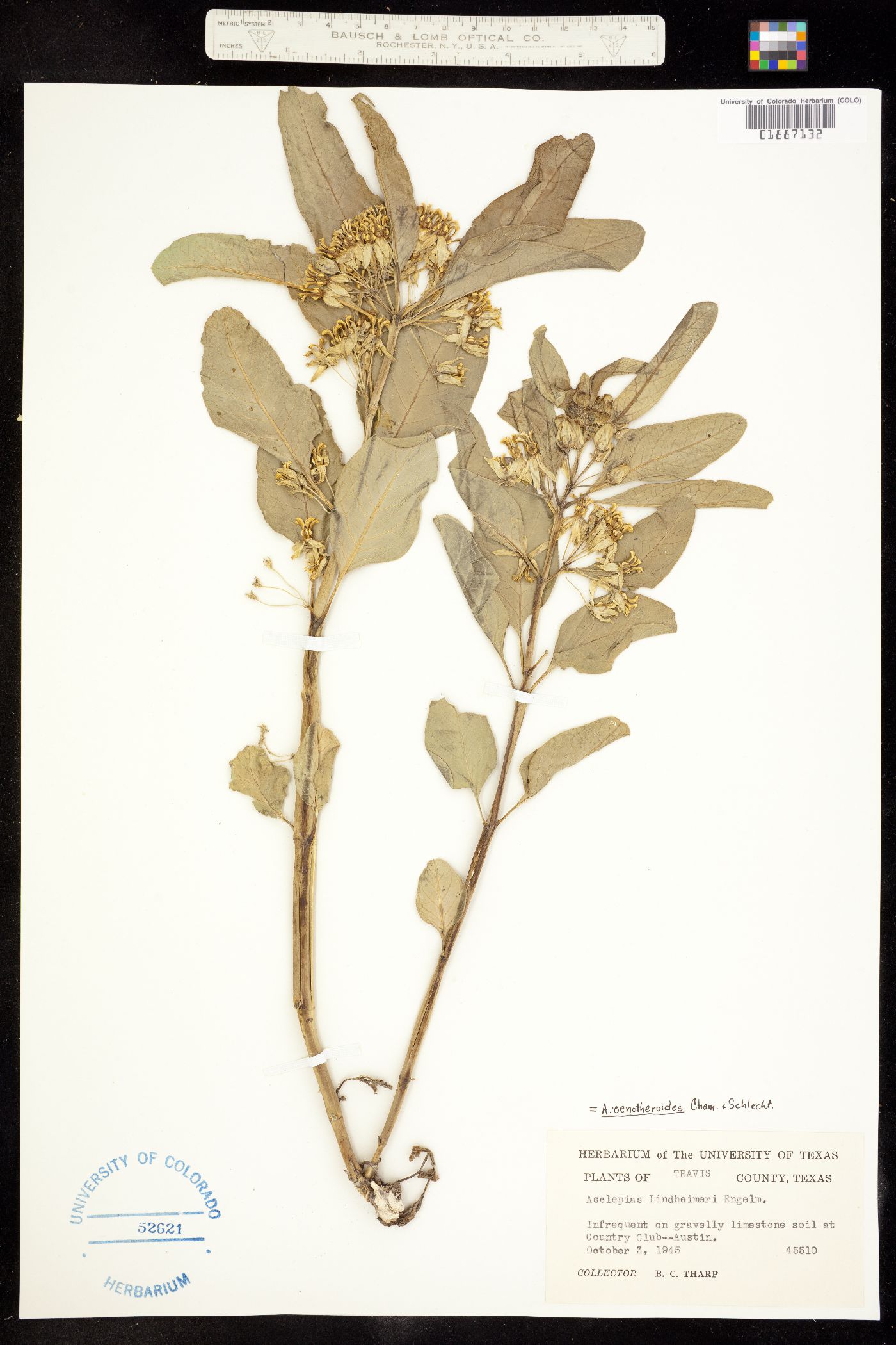 Asclepias oenotheroides image