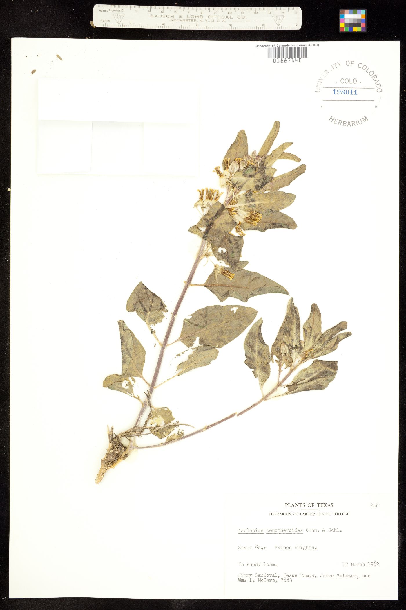 Asclepias oenotheroides image