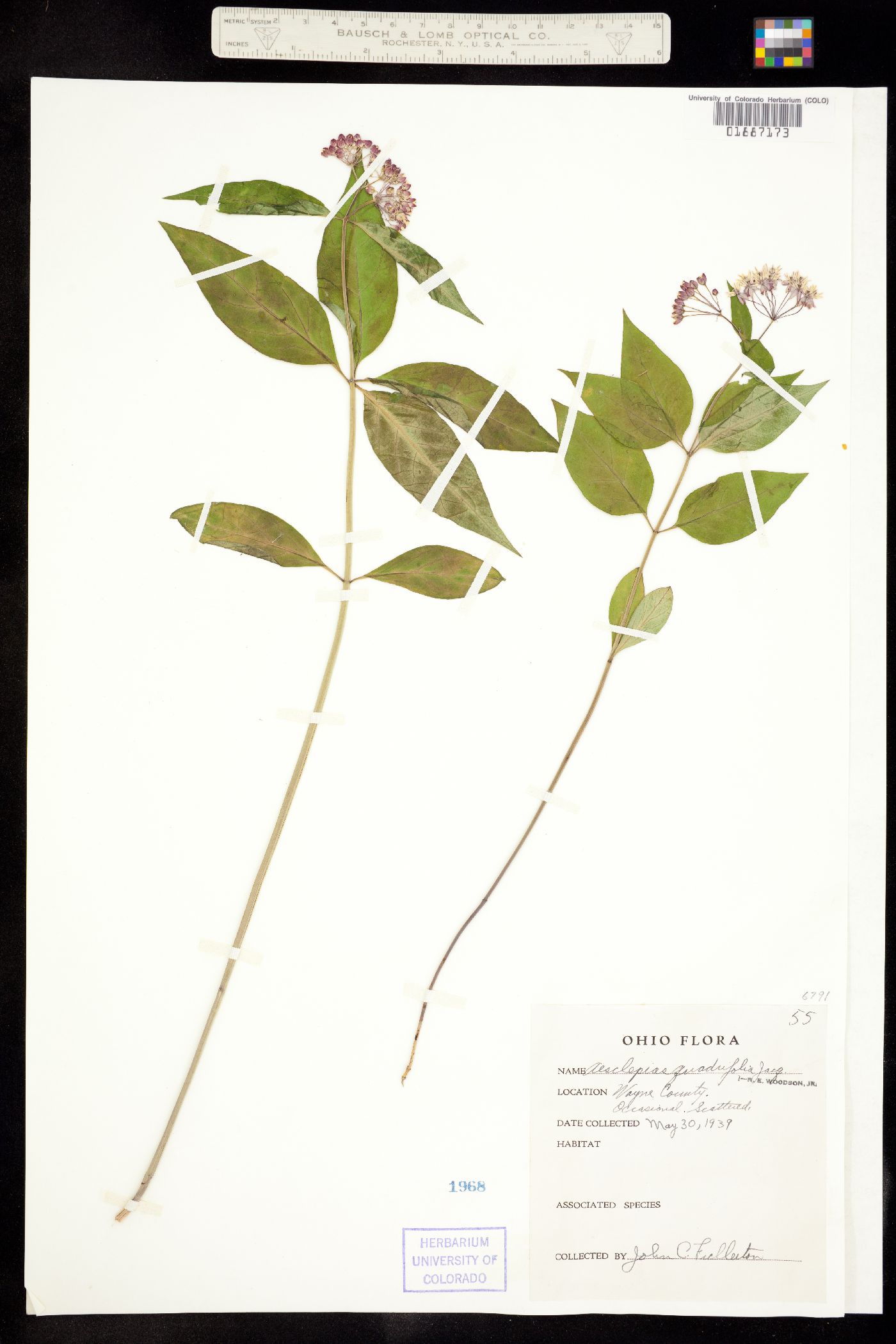 Asclepias quadrifolia image