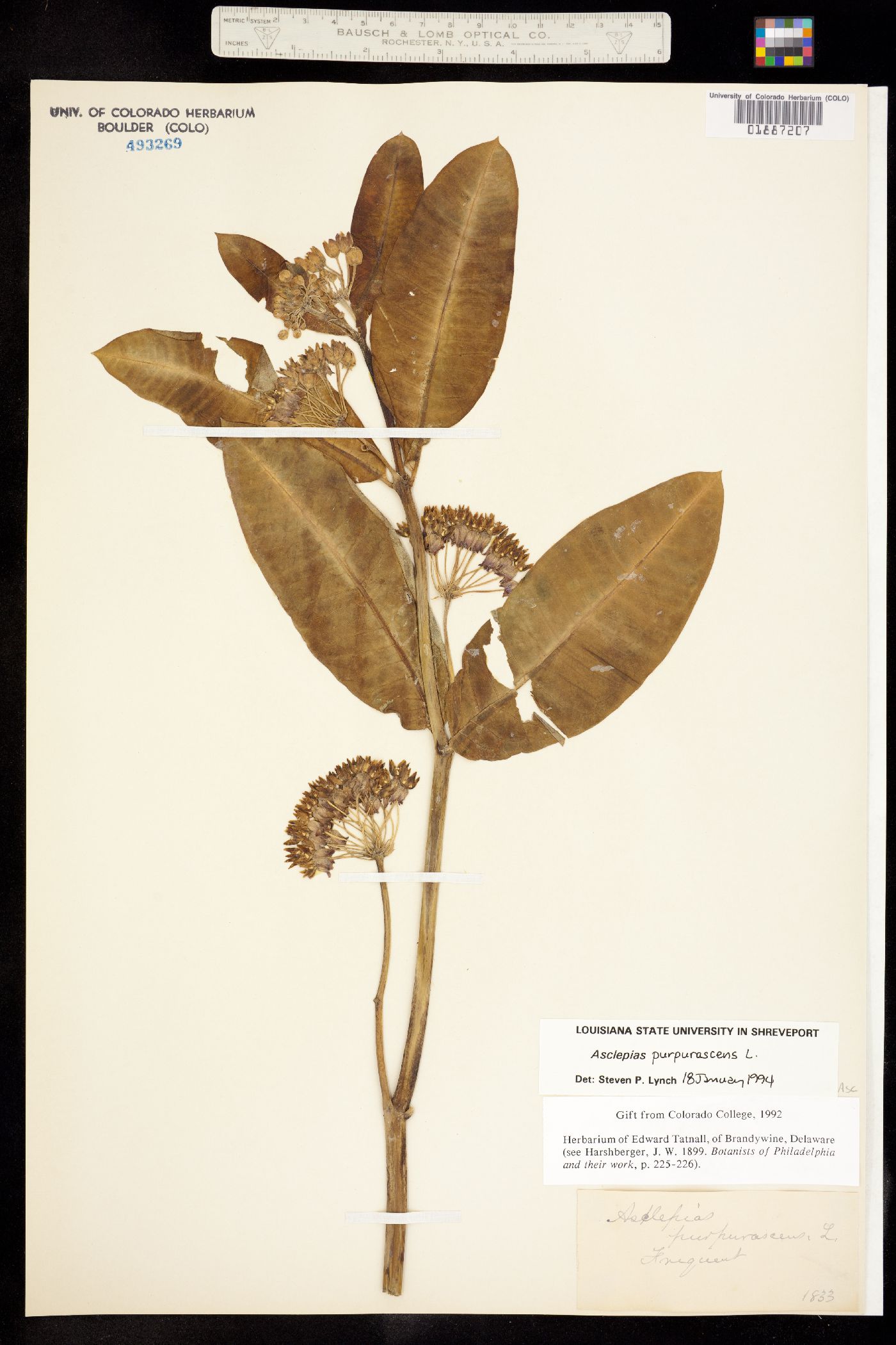 Asclepias purpurascens image
