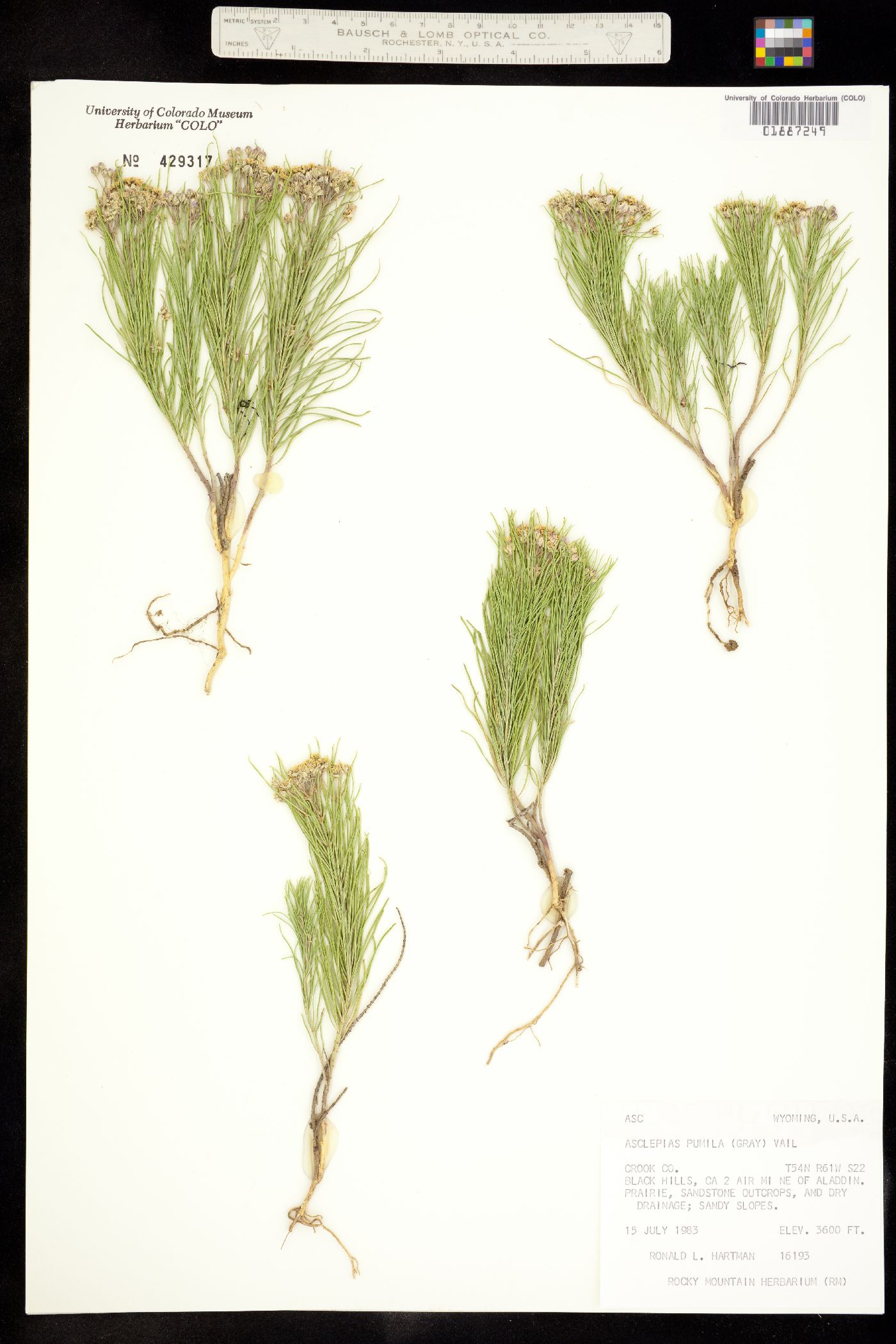 Asclepias pumila image