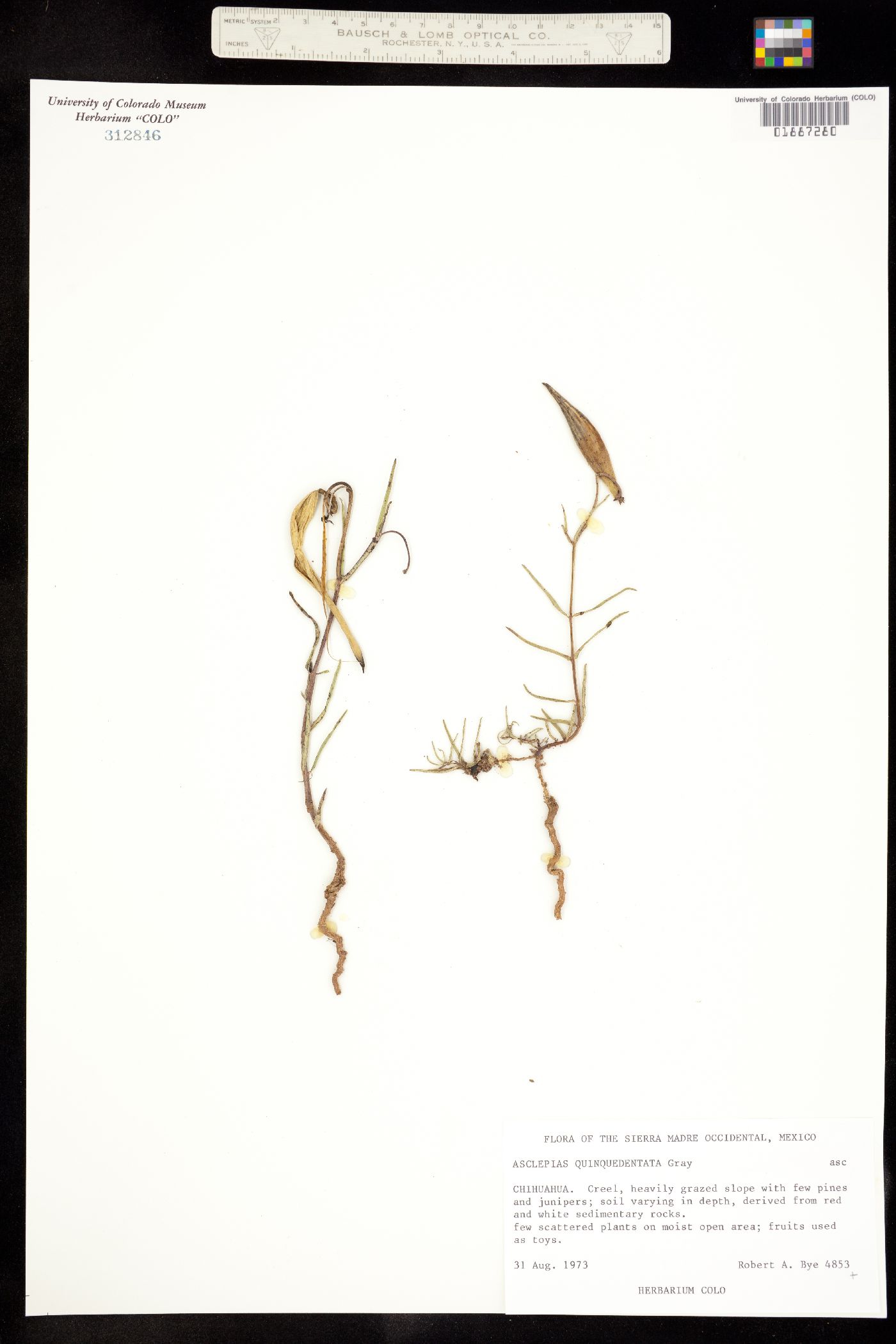 Asclepias quinquedentata image