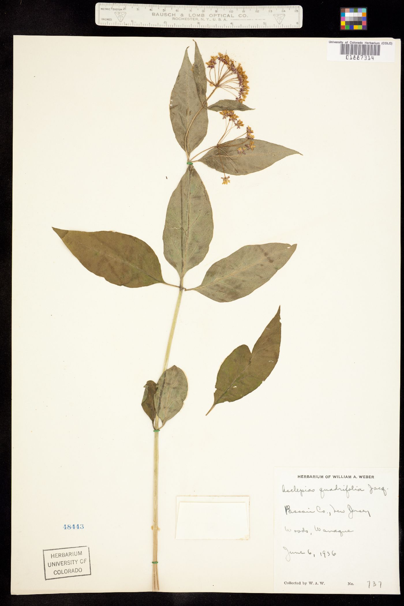 Asclepias quadrifolia image