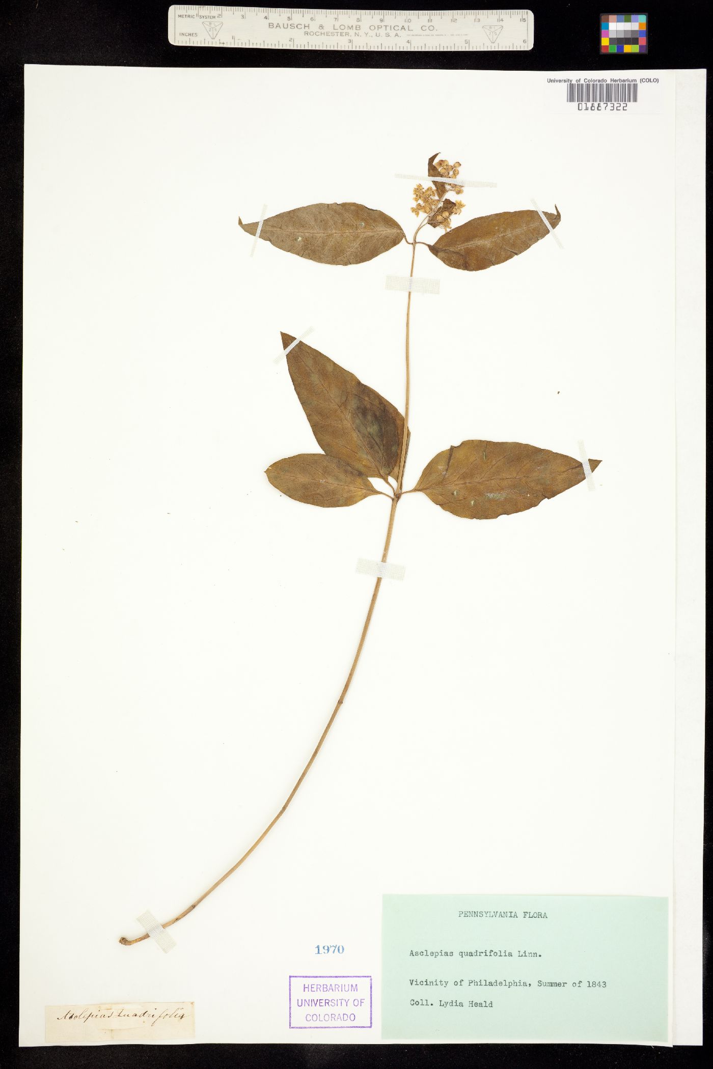 Asclepias quadrifolia image