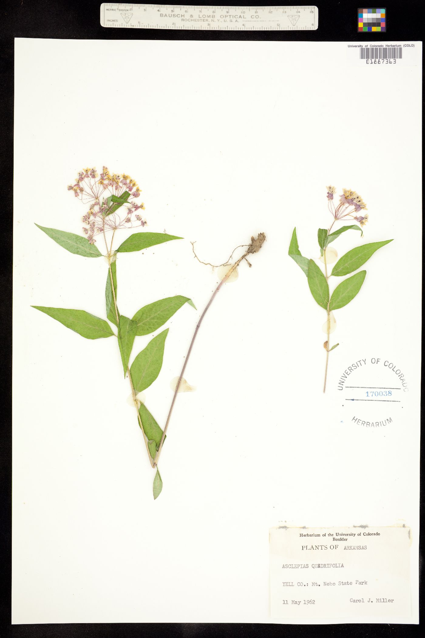 Asclepias quadrifolia image