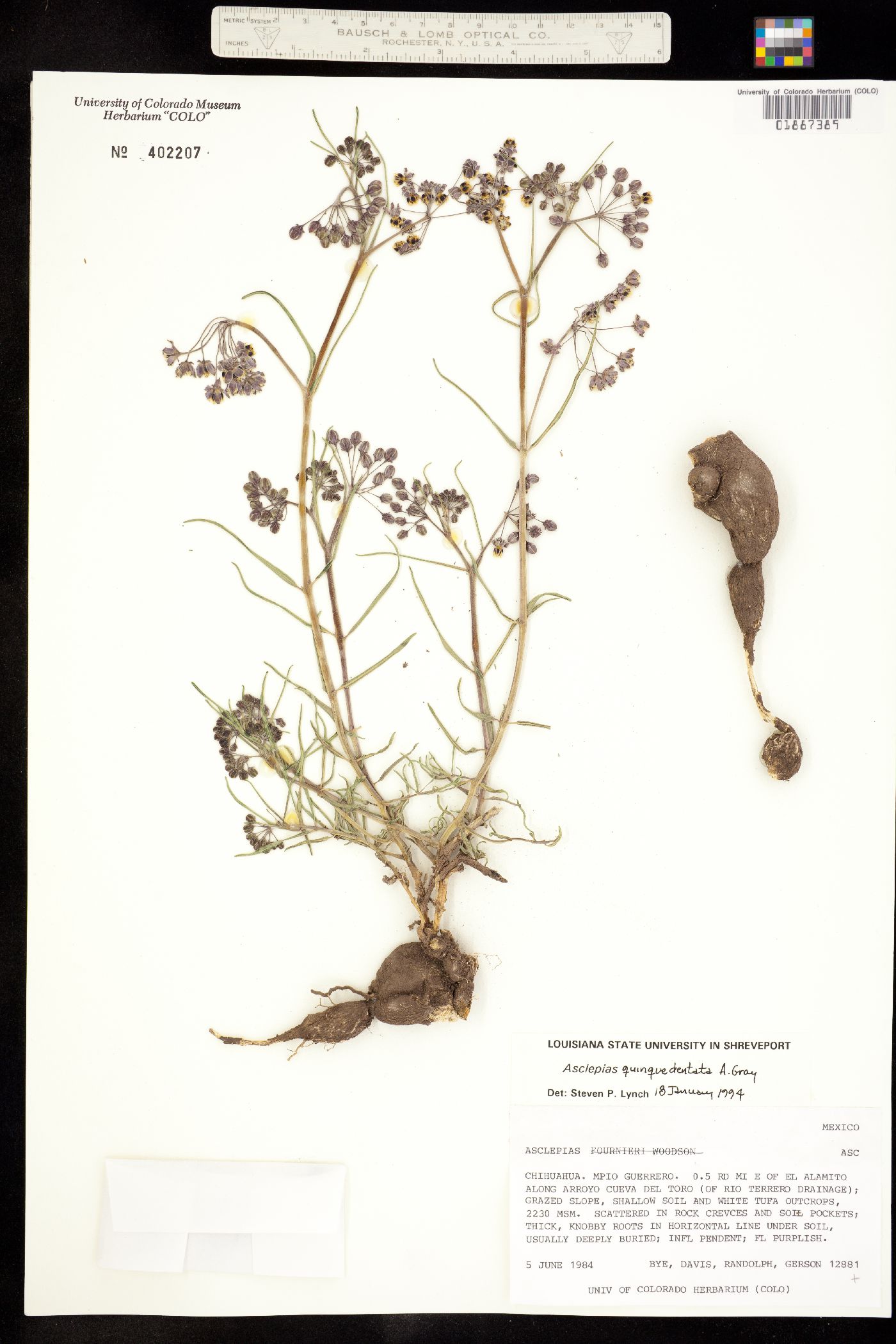 Asclepias quinquedentata image