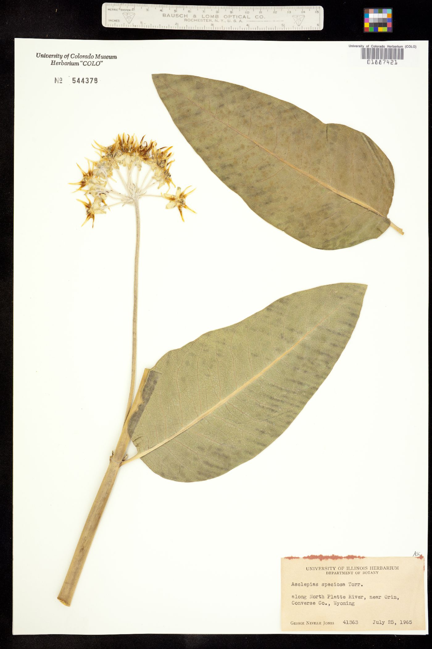 Asclepias speciosa image