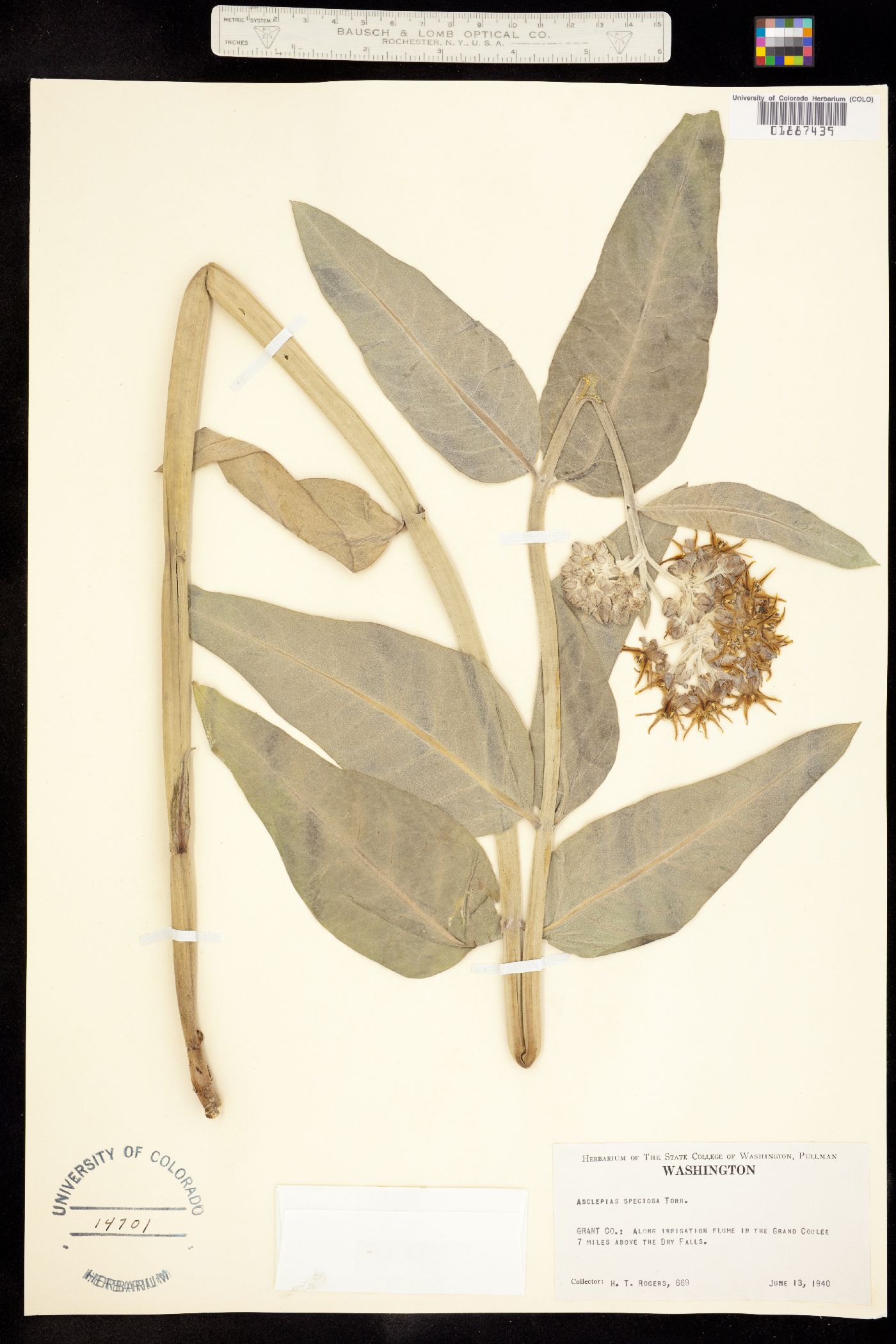 Asclepias speciosa image