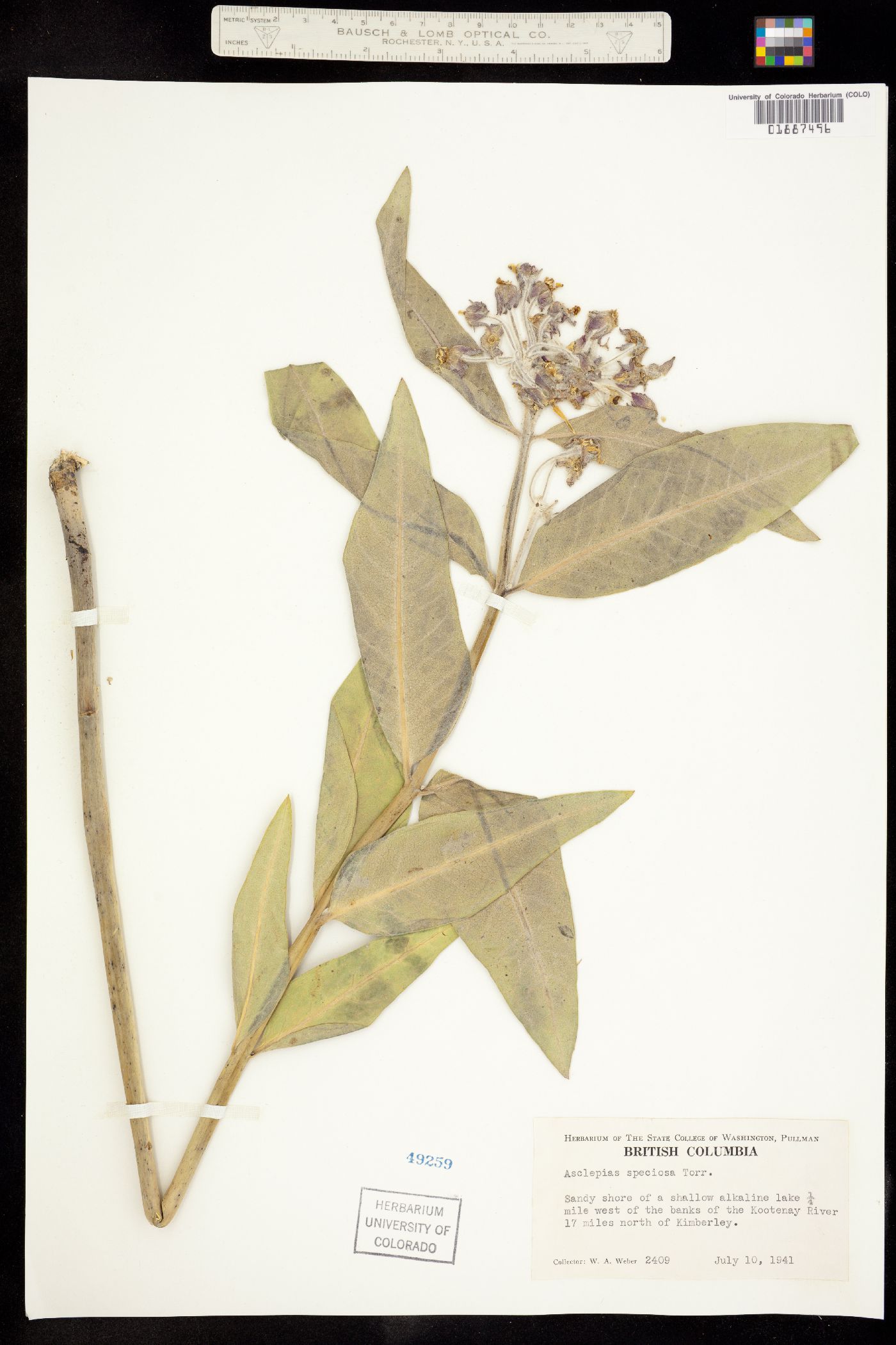 Asclepias speciosa image