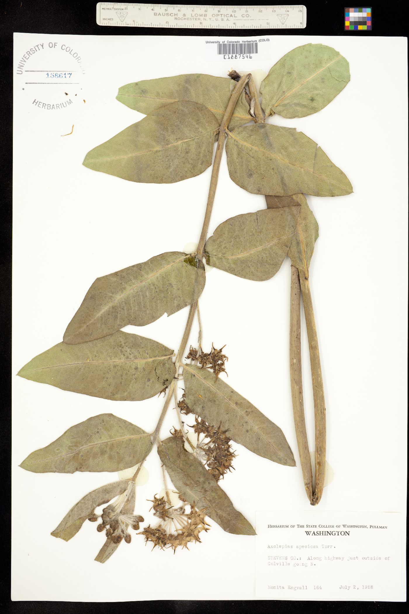 Asclepias speciosa image