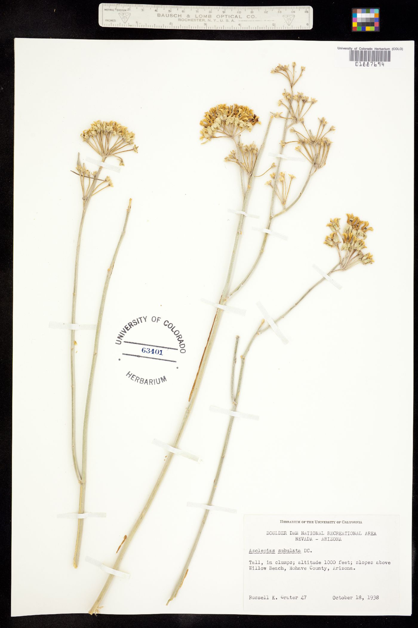 Asclepias subulata image