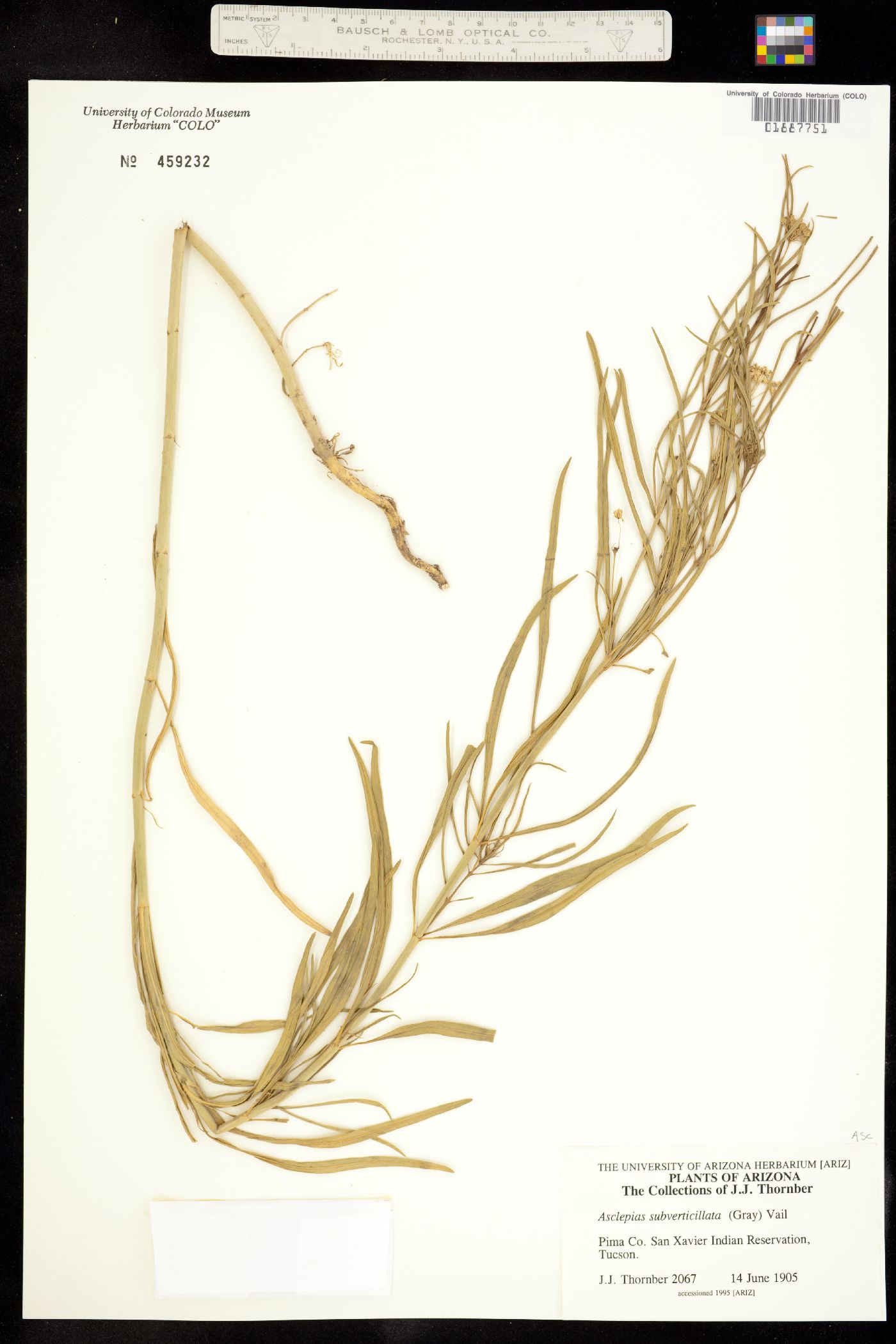 Asclepias subverticillata image