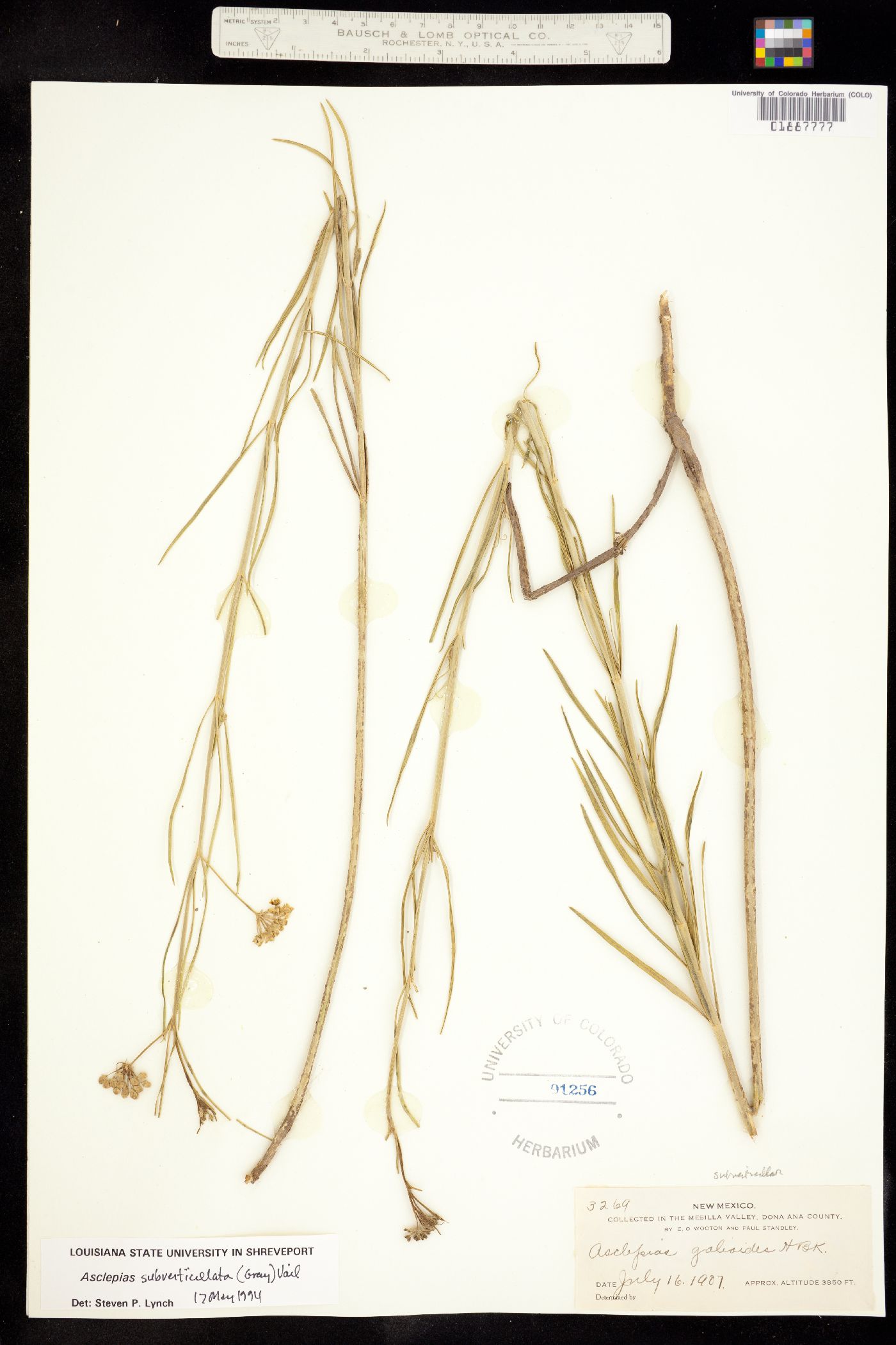 Asclepias subverticillata image